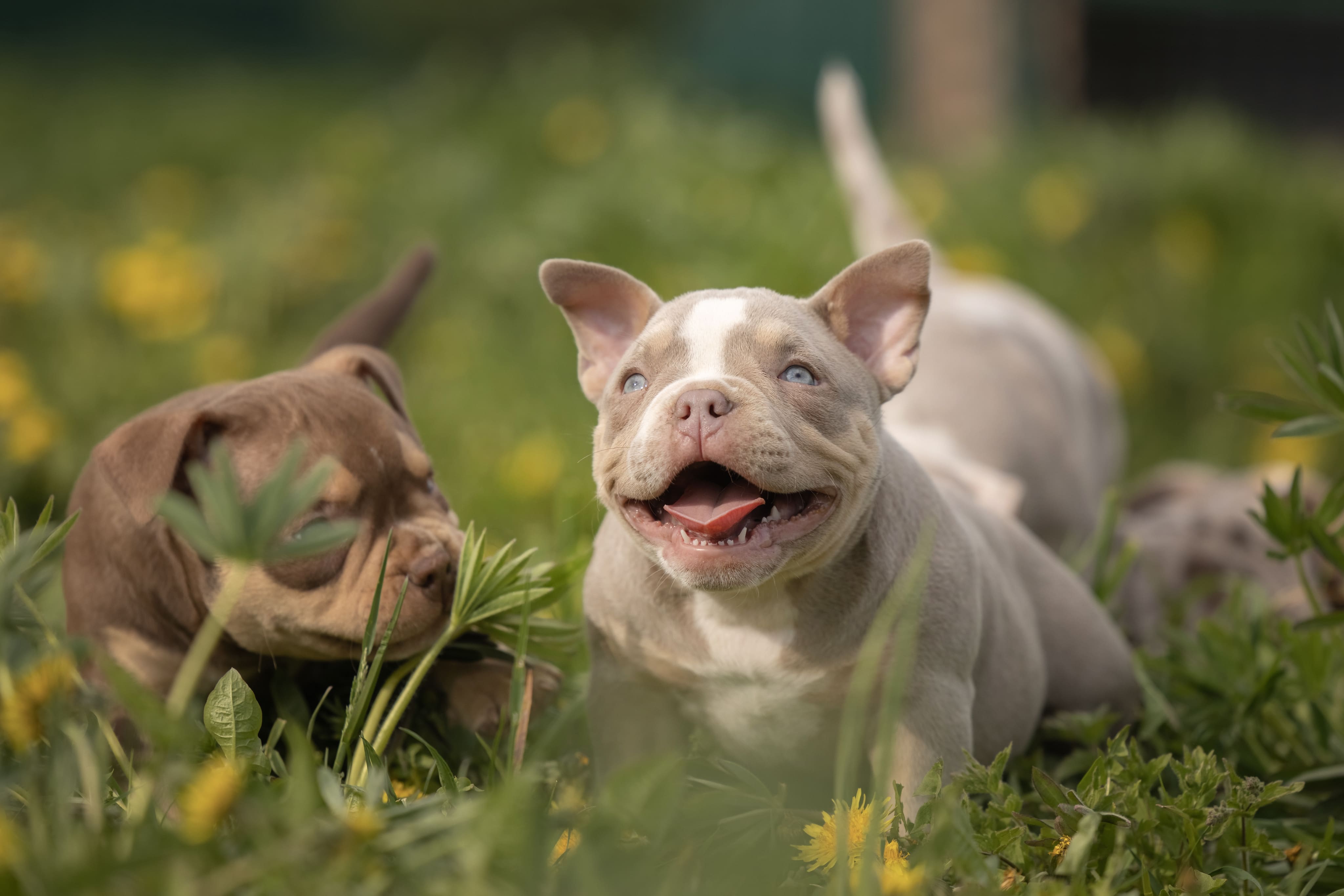 Здоровье щенков