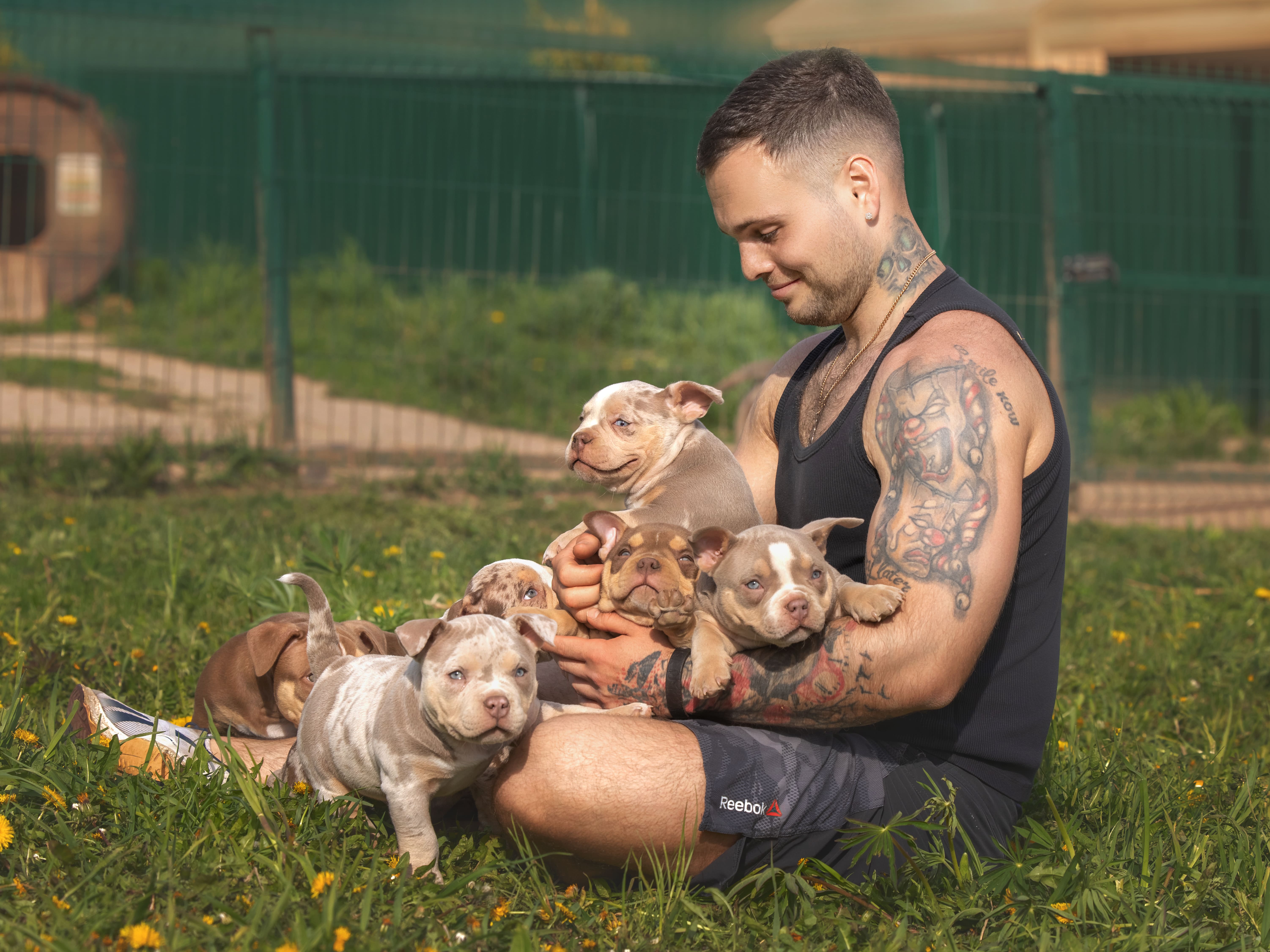 Щенки американского булли