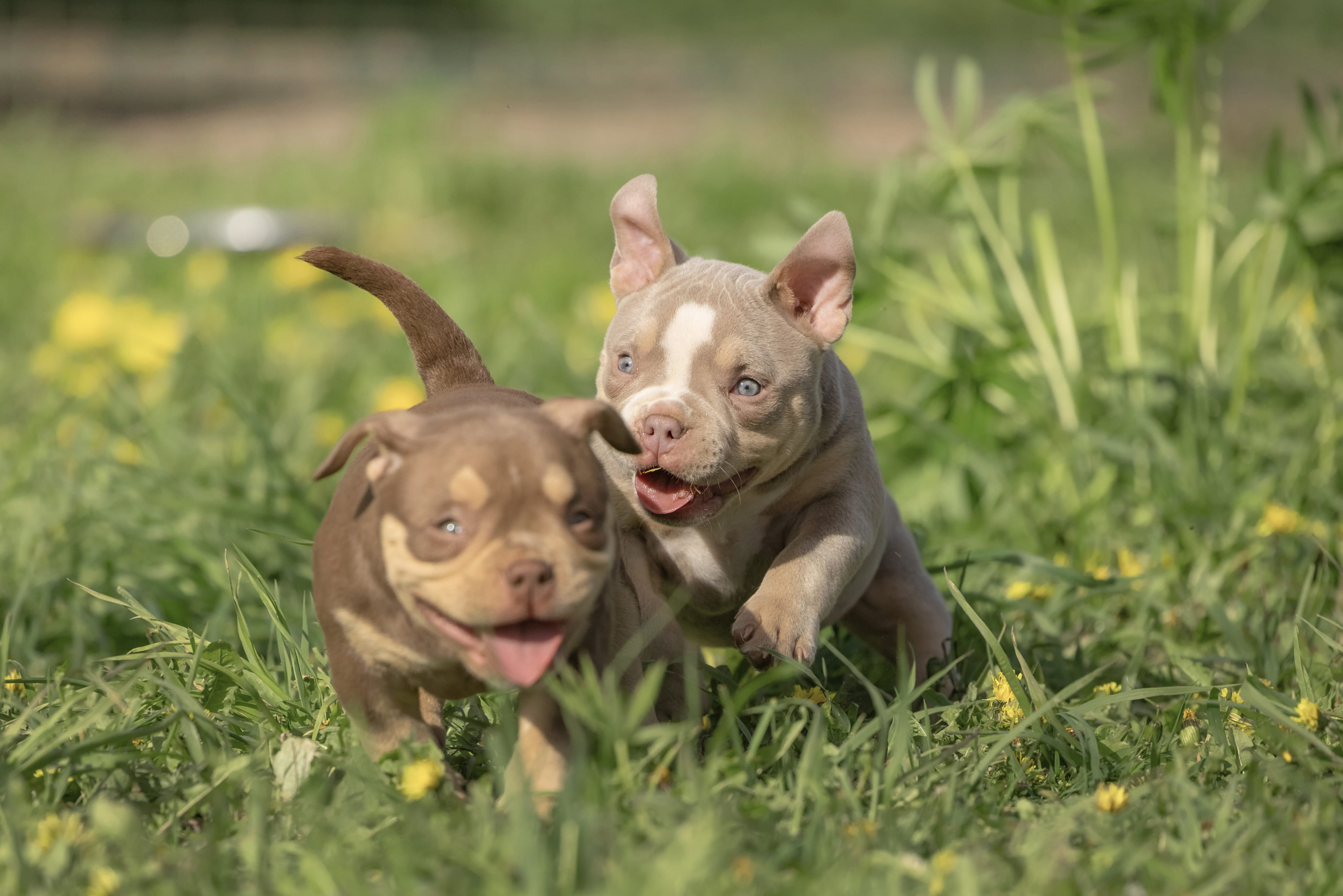 Щенки в питомнике