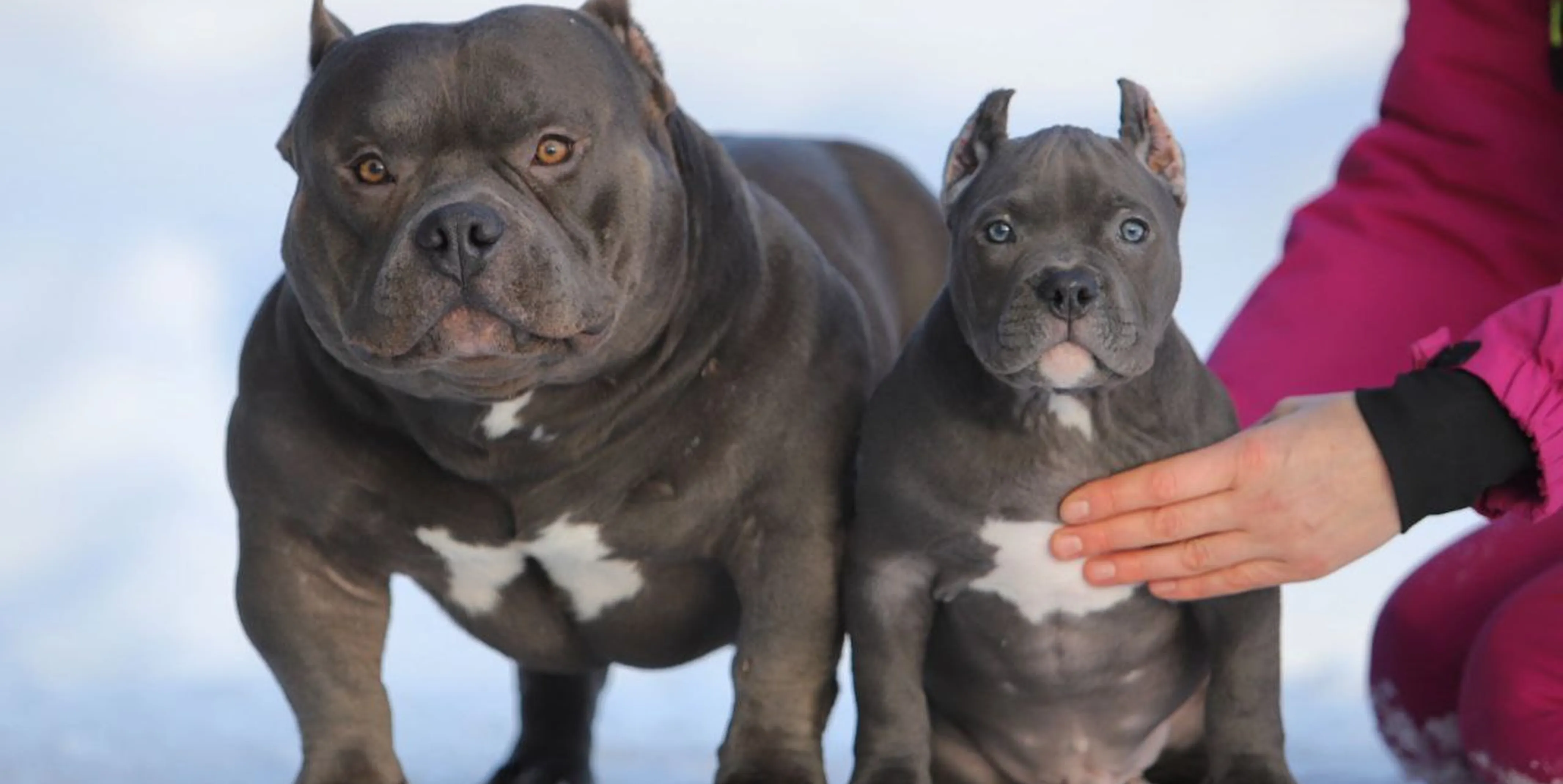 Щенок растёт: как правильно менять корм по этапам развития 🐶🥣