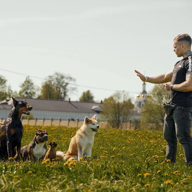 🐕 Как научить собаку основным командам, реально нужная база