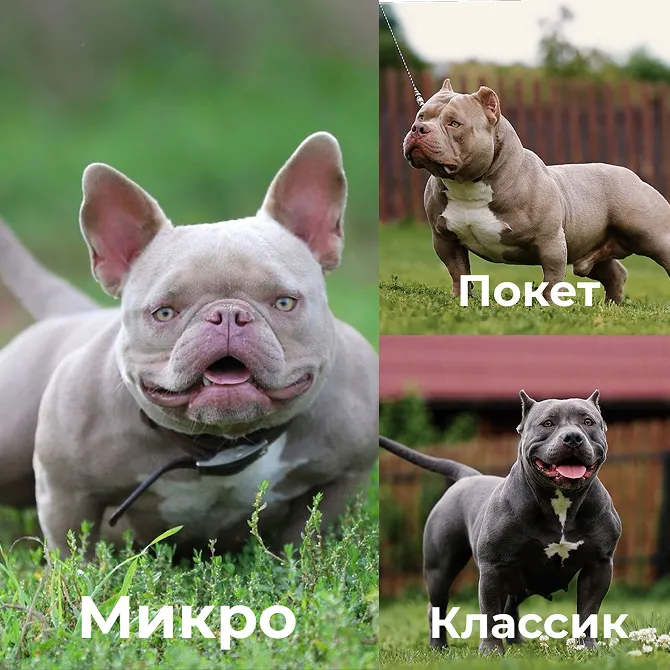 Типы американских булли — от карманного бодибилдера до XL-гиганта