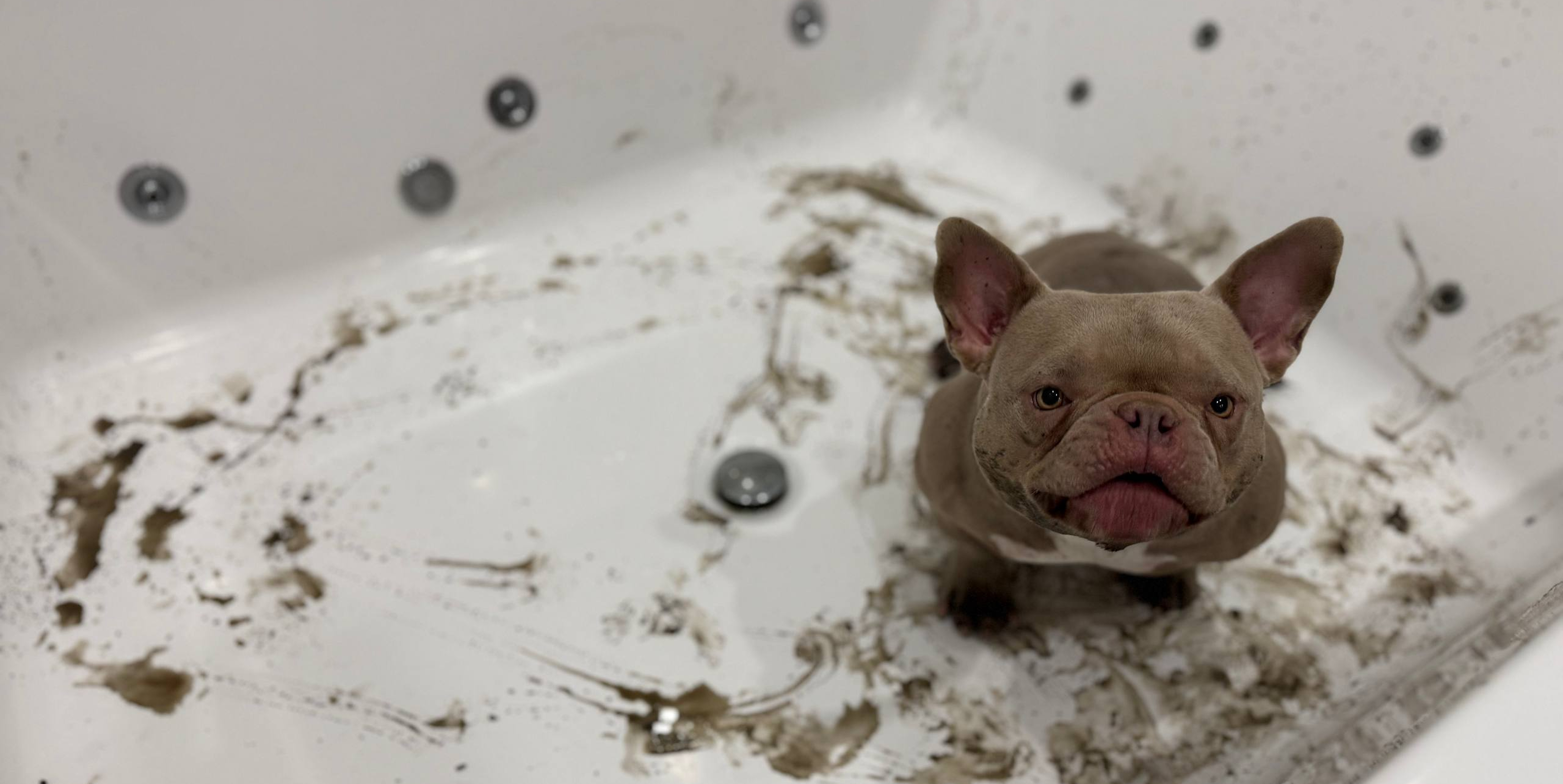 Как часто мыть щенка: советы по уходу за шерстью и кожей