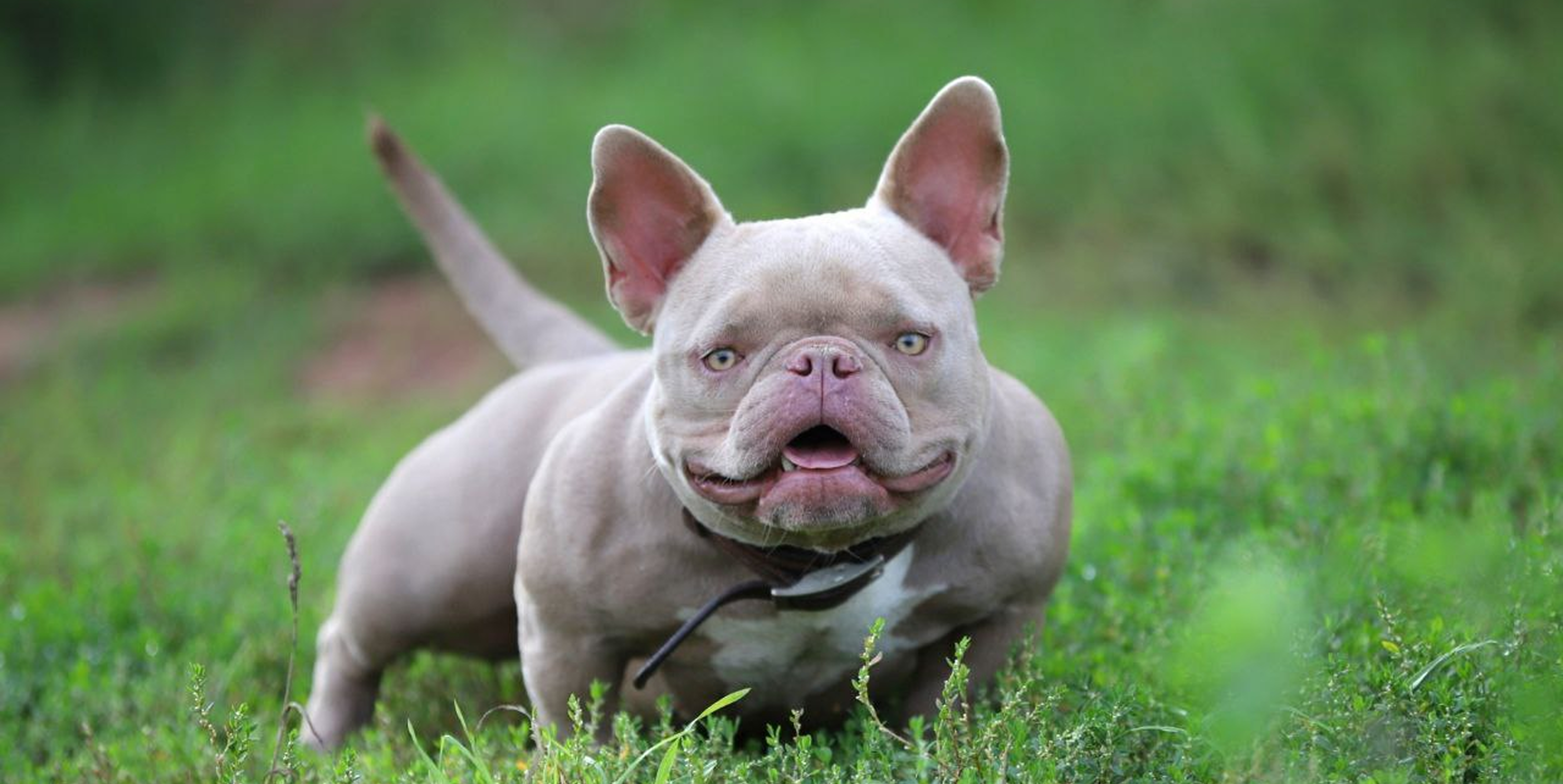 Когда купируют щенков: всё, что нужно знать владельцу