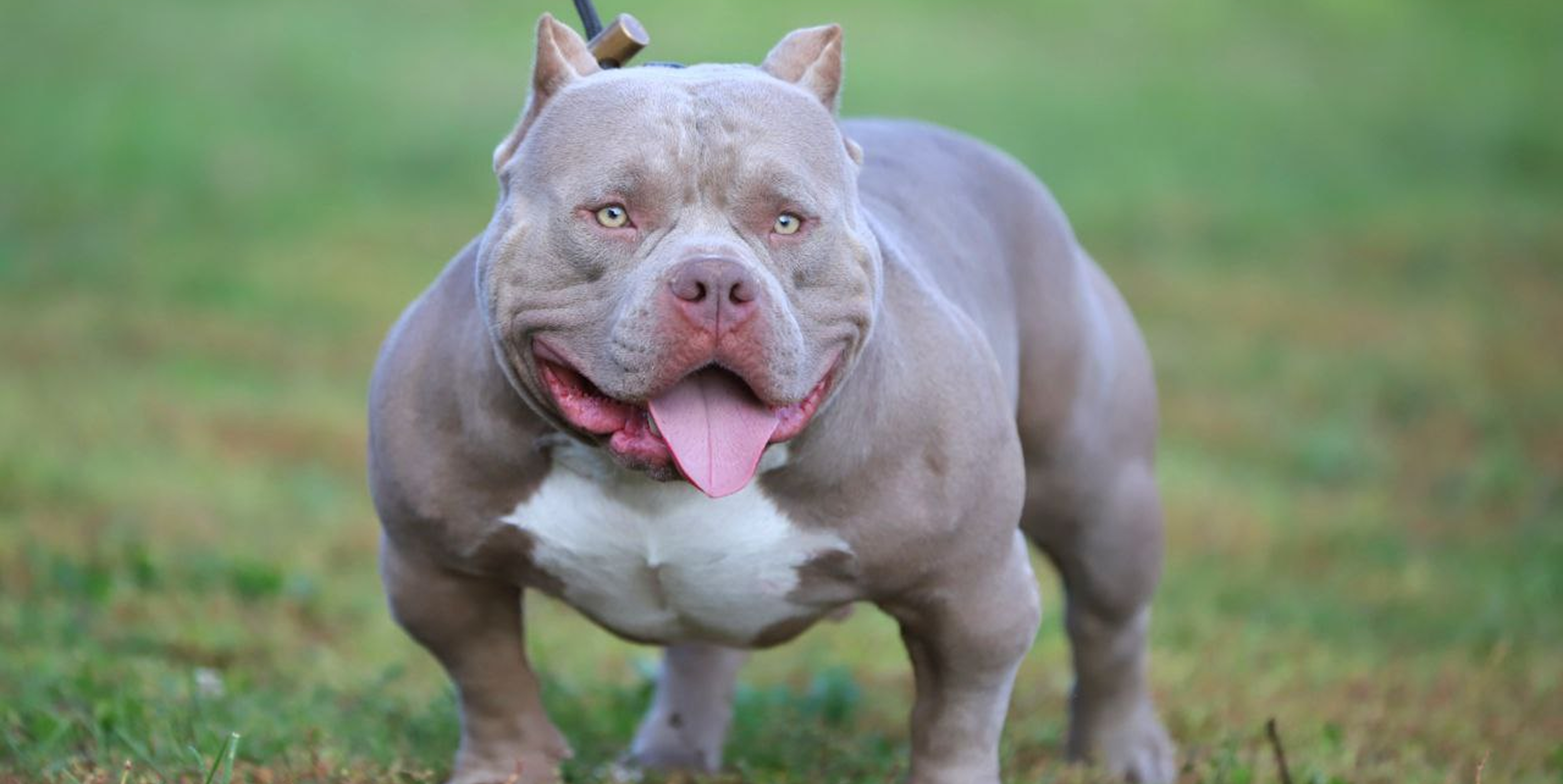 Как научить собаку гулять без поводка: свобода под контролем