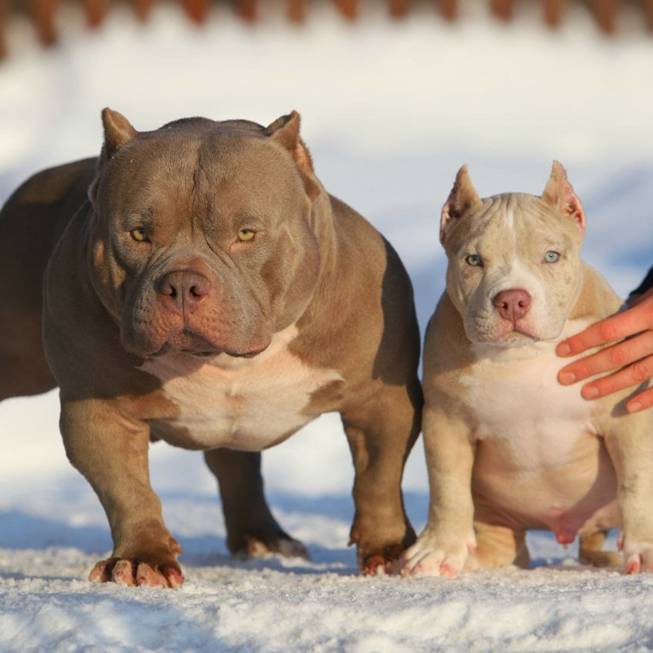 🐶 Воспитание американского булли: как вырастить послушного и уравновешенного компаньона