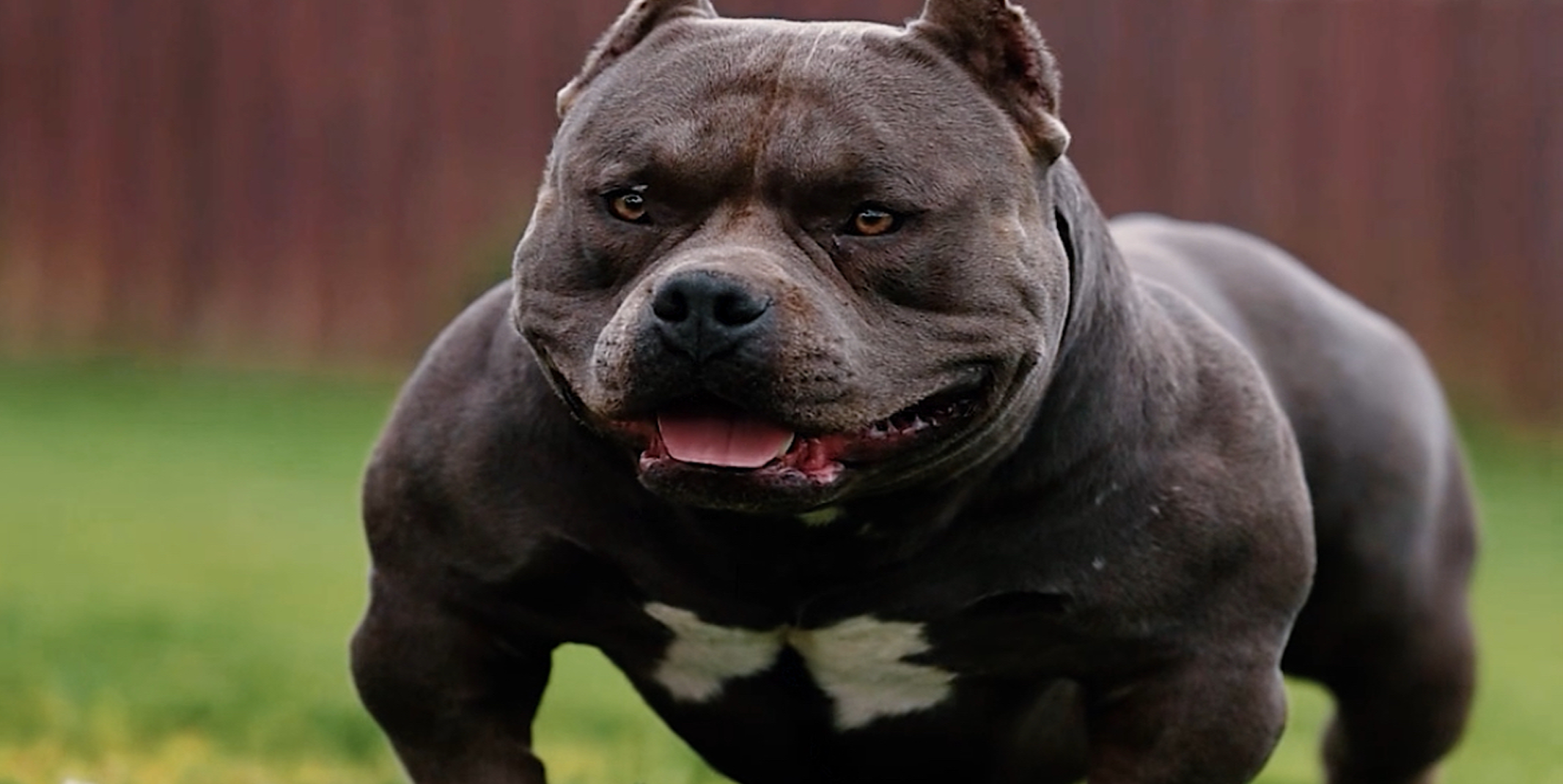 🇺🇸 Американский булли — добродушный атлет с грозной внешностью