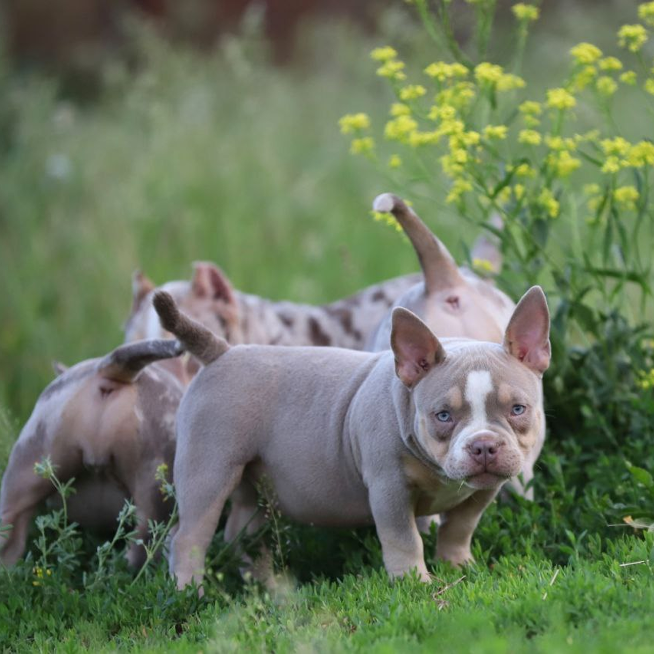 🐶 Первый прикорм: как выбрать лучший корм для щенка и заложить основу здоровья
