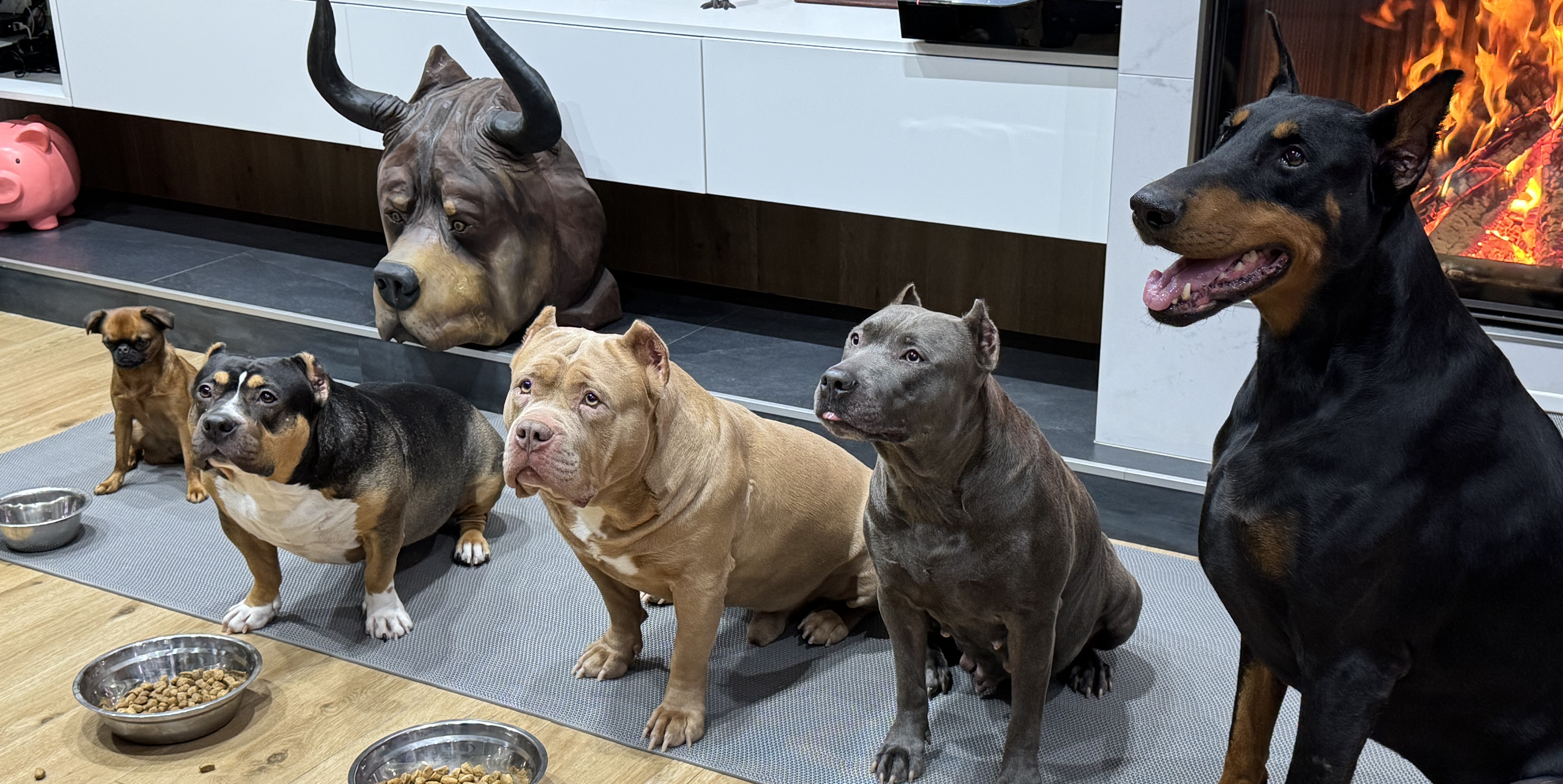 Почему щенок мало ест: разбор причин и что делать