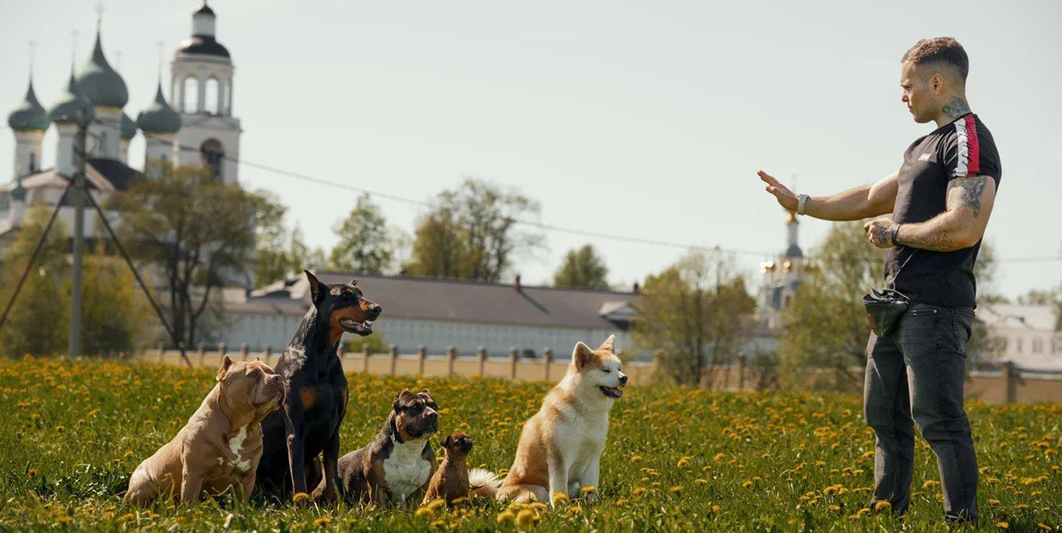 🐕 Как научить собаку основным командам, реально нужная база