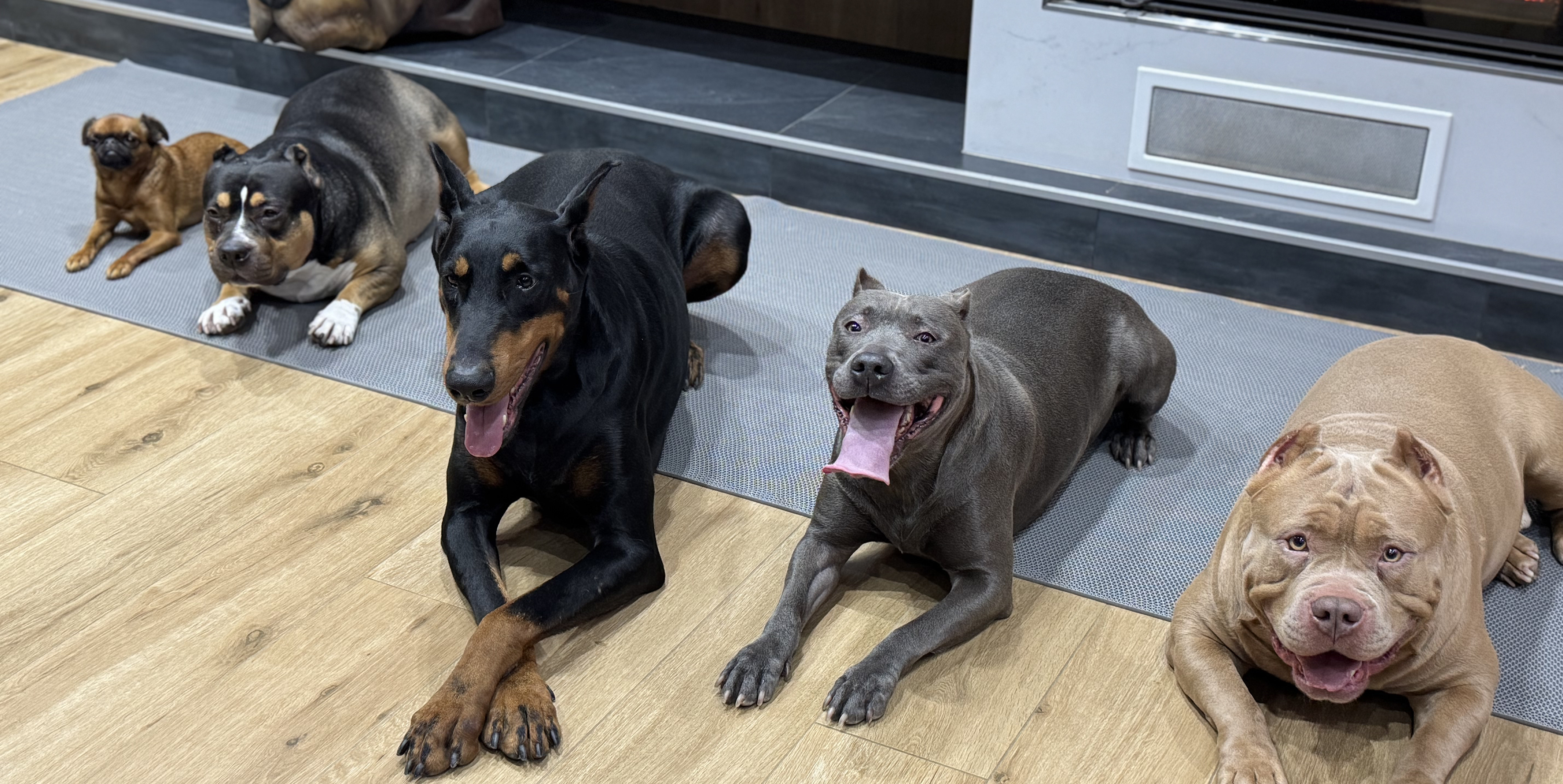 Не дрессировка, а воспитание: как стать авторитетом для своей собаки