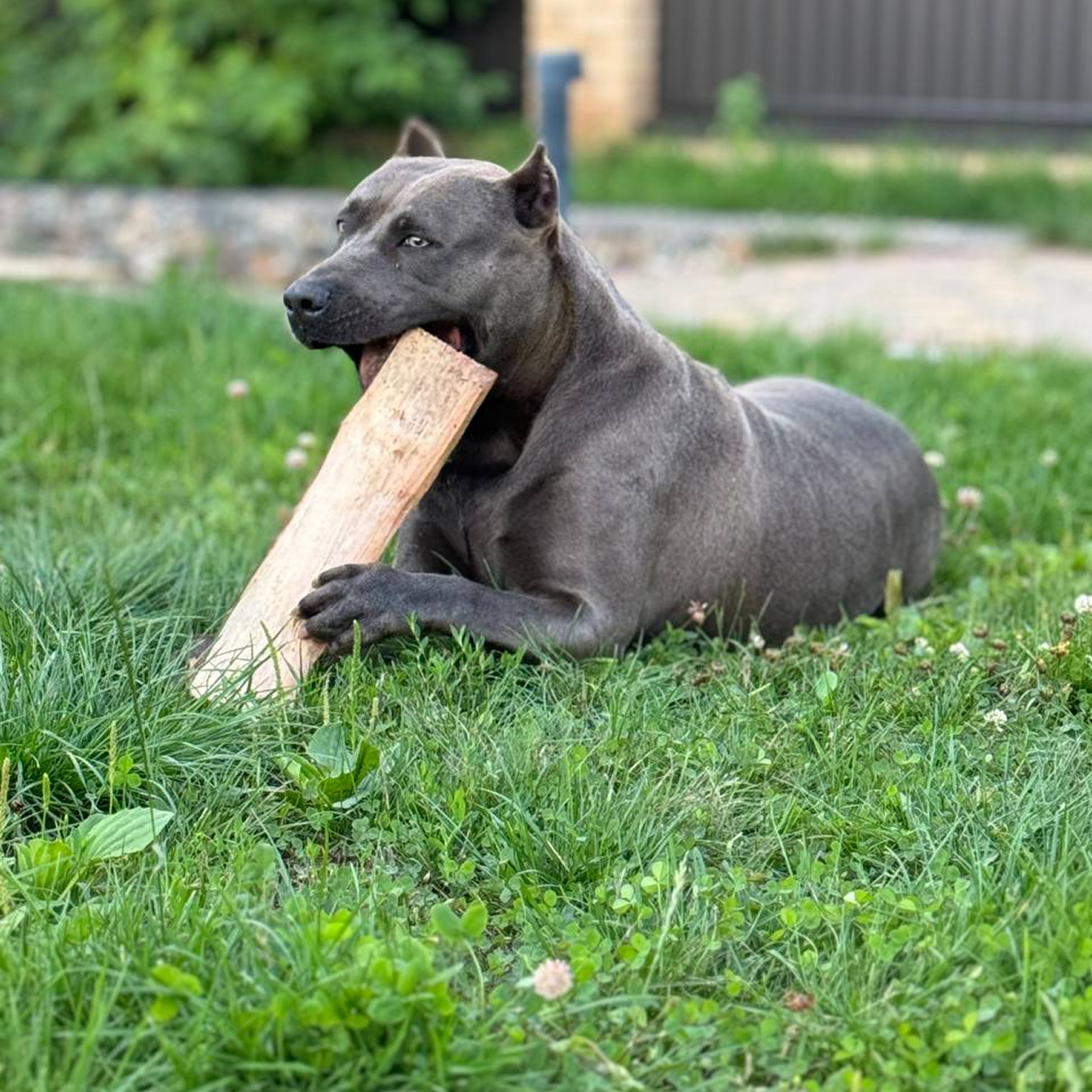 Когда у щенков меняются молочные зубы: полный календарь