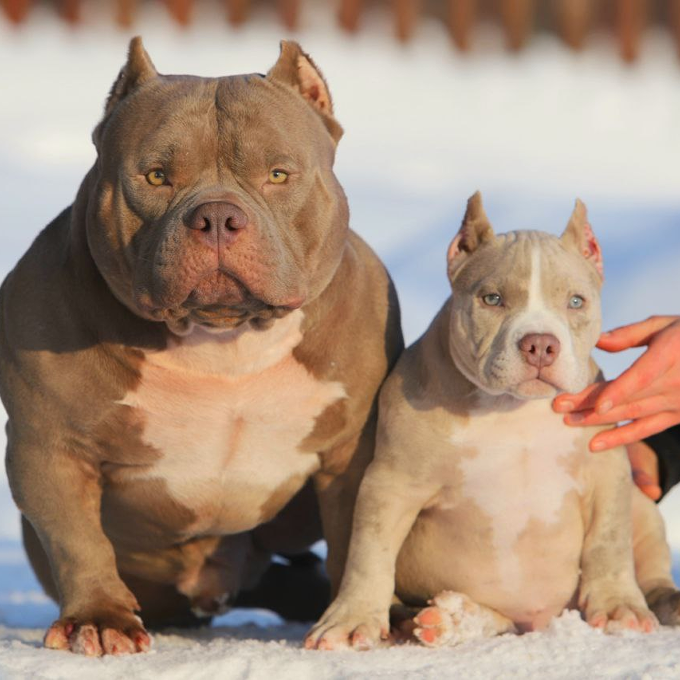 Alfabulls: щенки истинных американских буллей