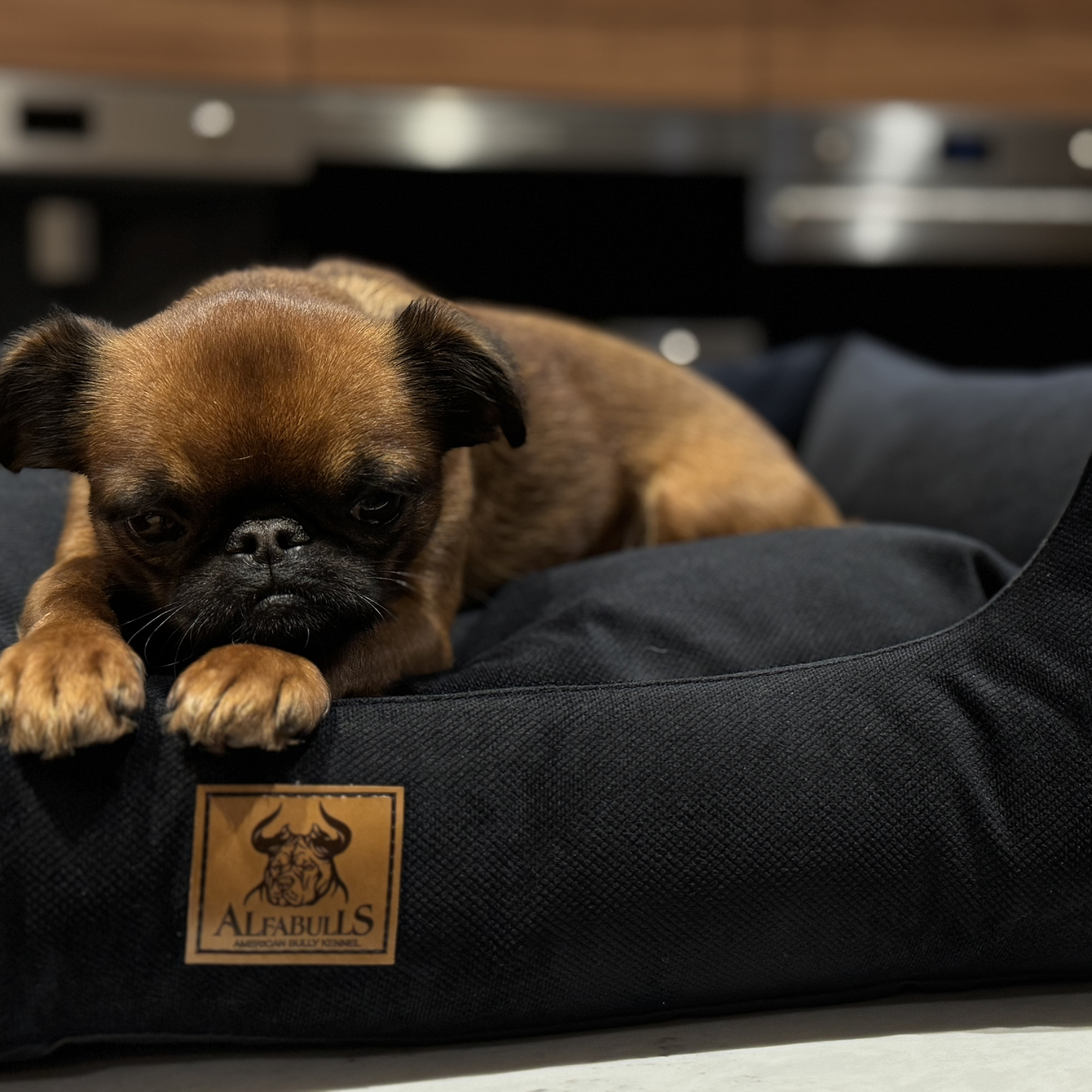 🐕 Сепарационная тревога у собак: как помочь питомцу справиться с одиночеством