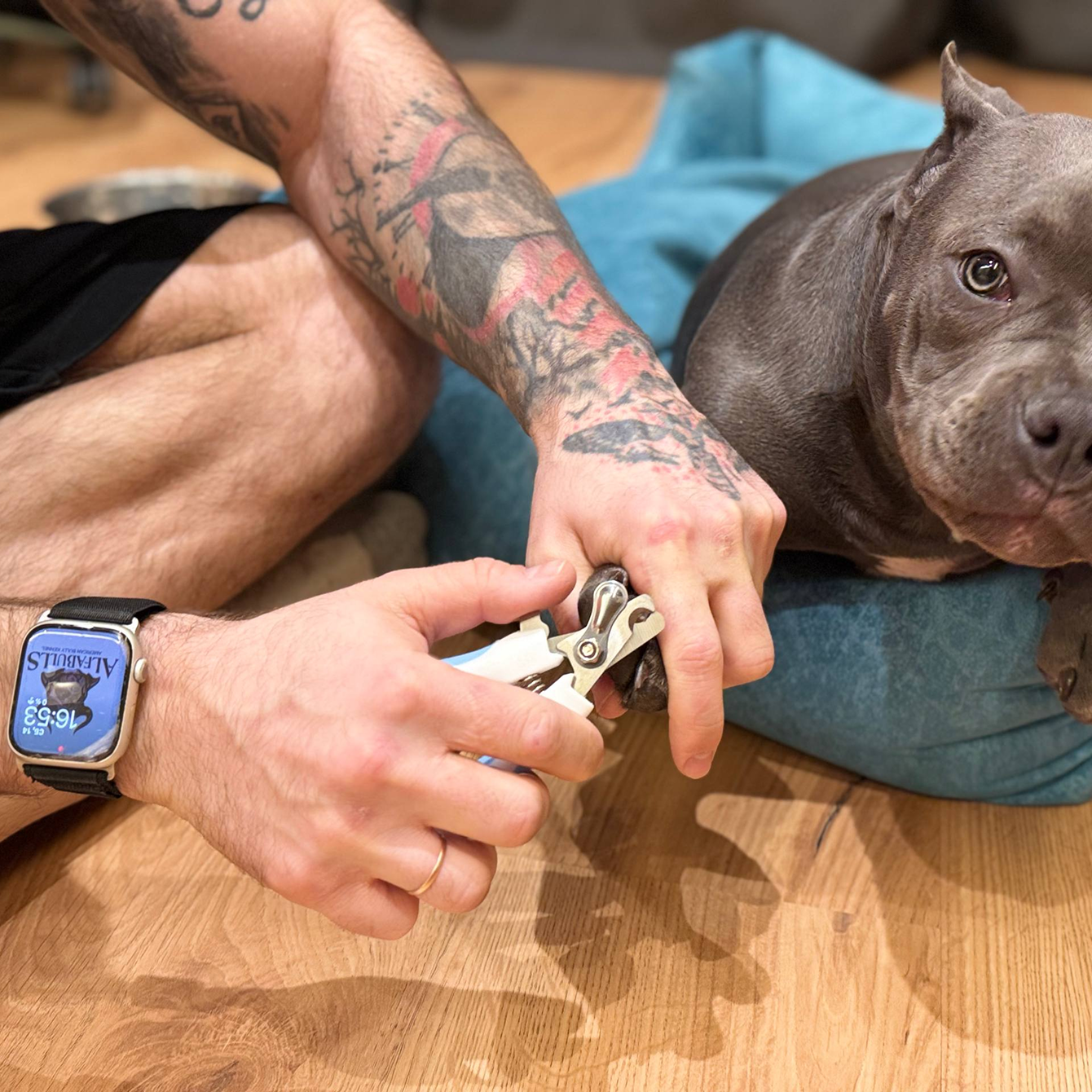 Когда стричь когти щенкам: правила ухода с первых месяцев