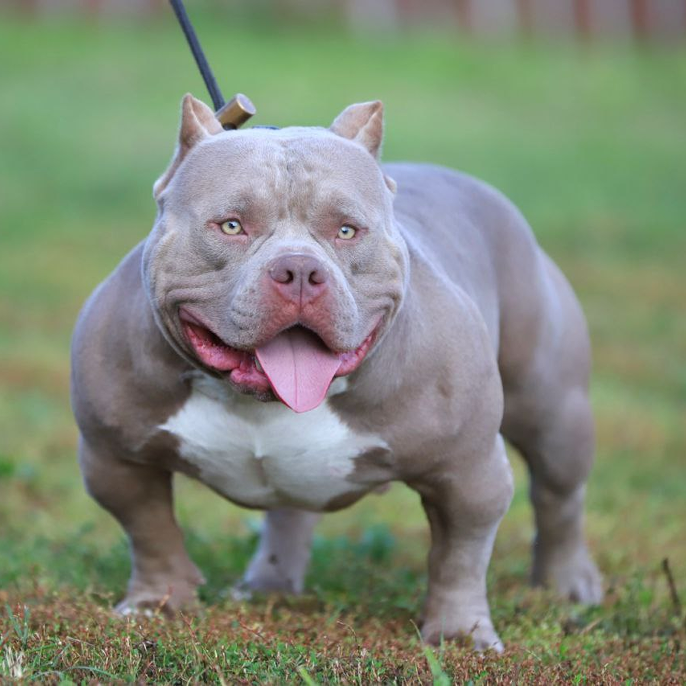 Как научить собаку гулять без поводка: свобода под контролем