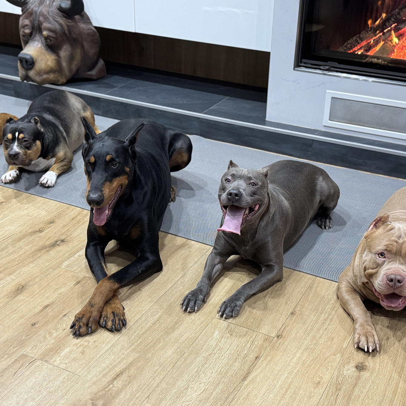 Не дрессировка, а воспитание: как стать авторитетом для своей собаки