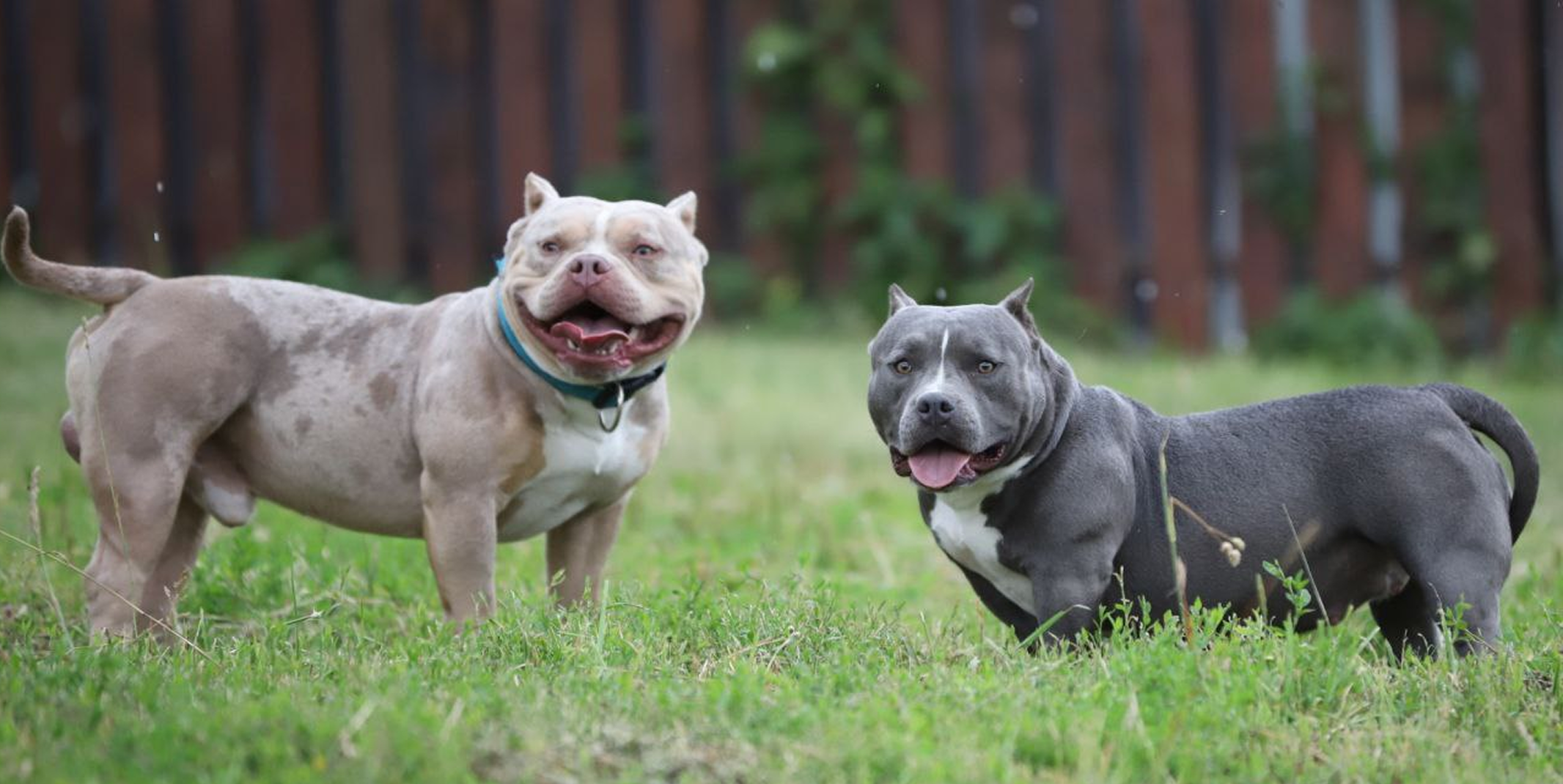 Американский булли: 7 минусов, о которых стоит знать заранее