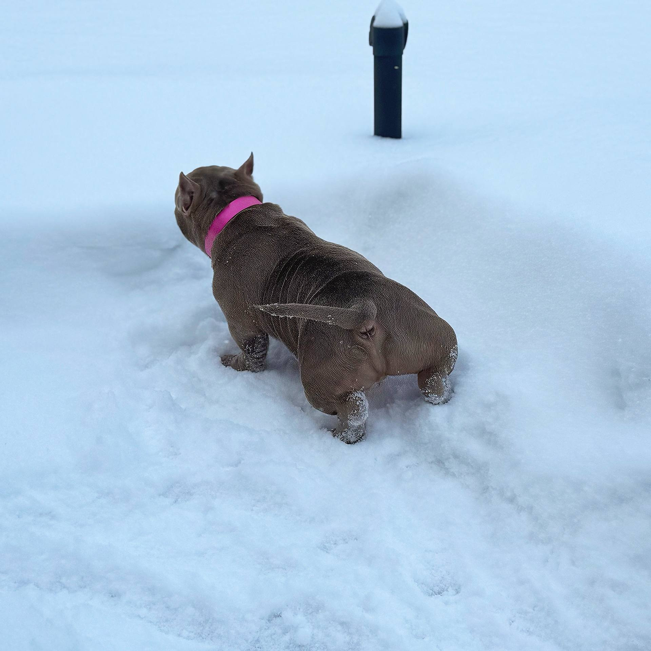 Как приучить щенка к туалету: простые шаги к чистоте дома 🐶🚽