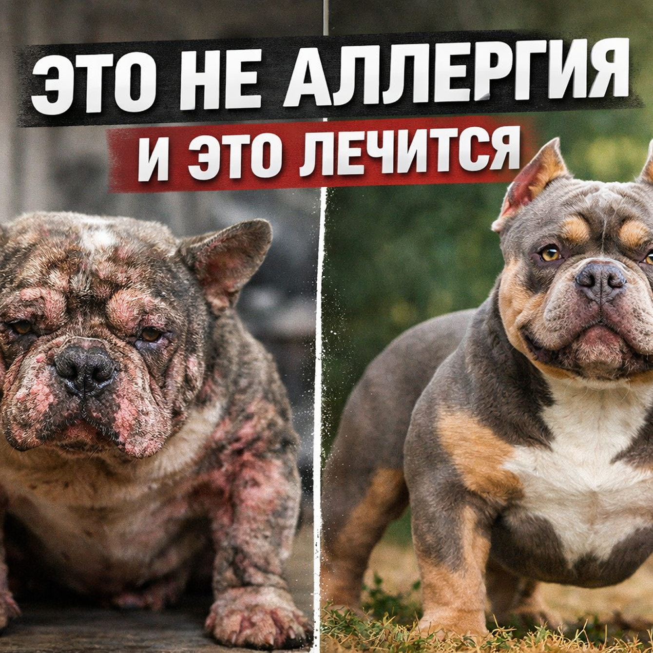 Гипоаллергенный корм для собак: как выбрать при аллергии и чувствительном ЖКТ