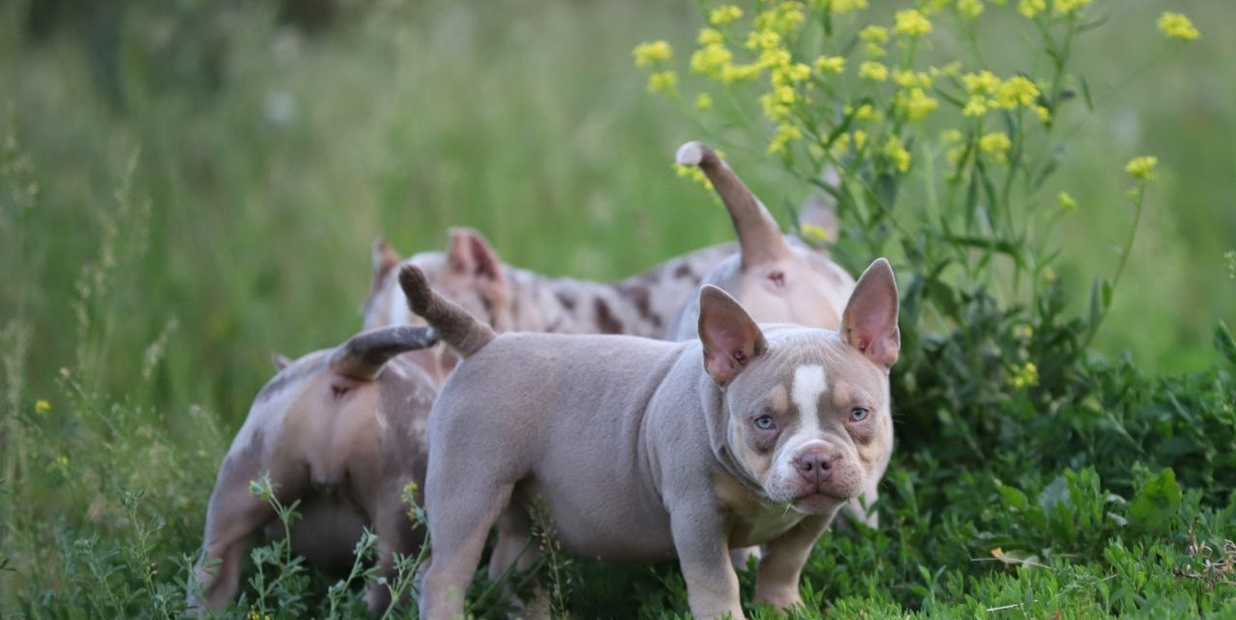 🐶 Первый прикорм: как выбрать лучший корм для щенка и заложить основу здоровья