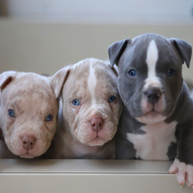 Сколько щенков у американского булли: от микро до XL — что ждать от помёта