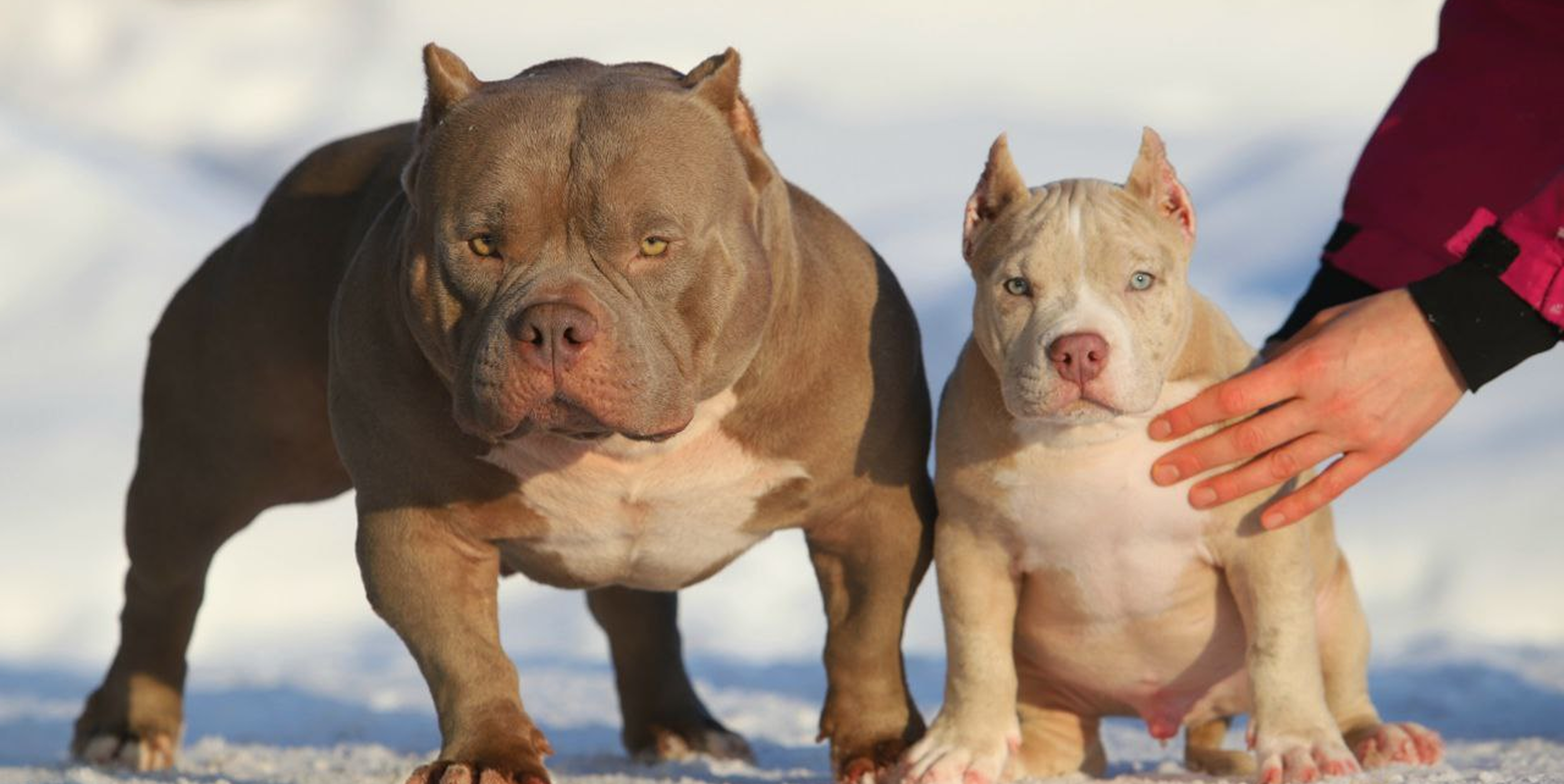 🐶 Воспитание американского булли: как вырастить послушного и уравновешенного компаньона