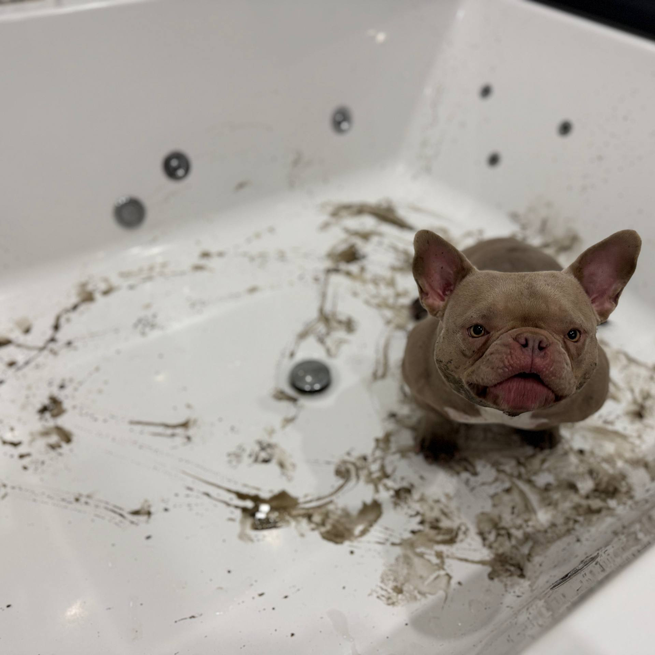 Как часто мыть щенка: советы по уходу за шерстью и кожей