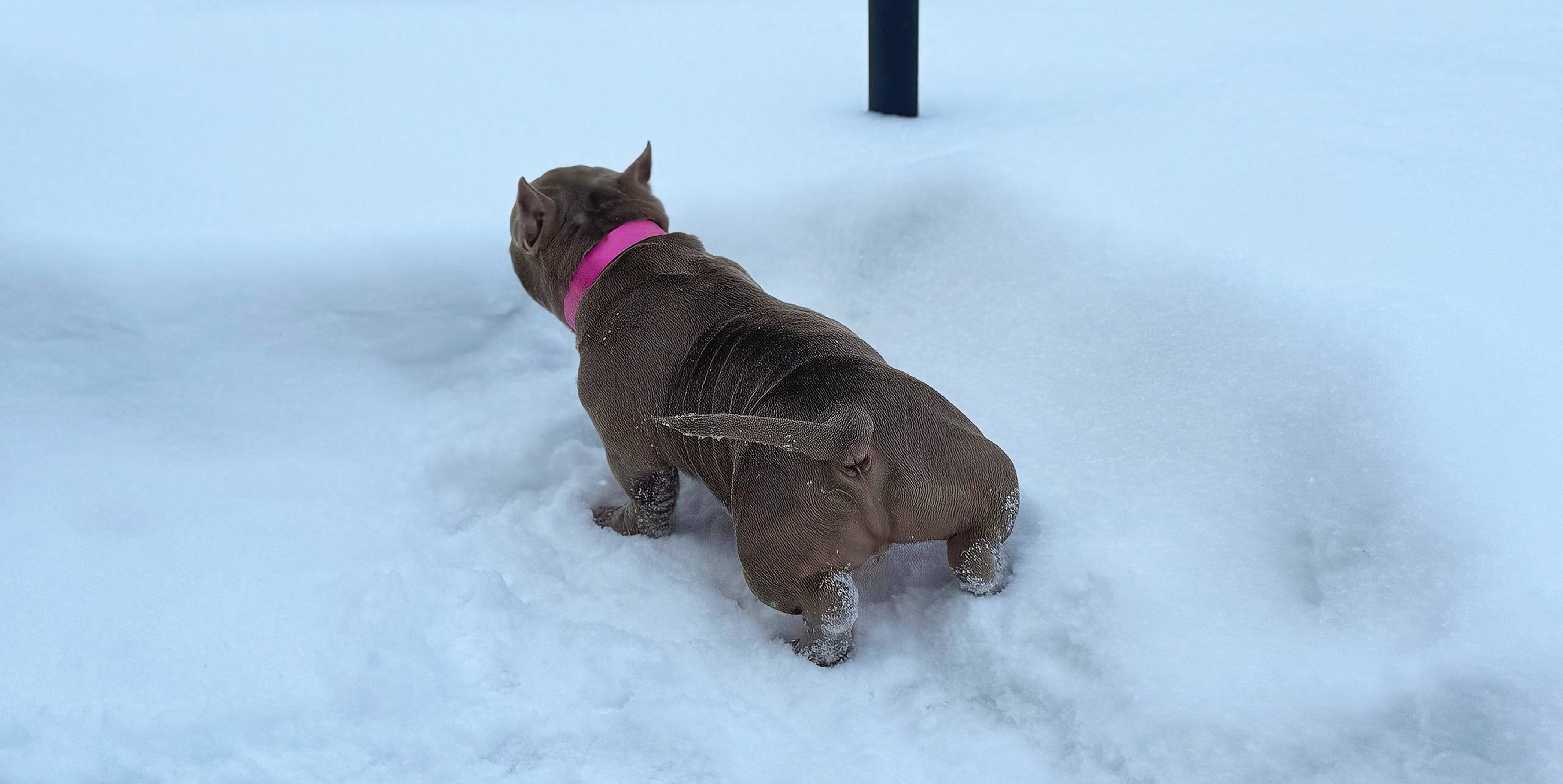 Как приучить щенка к туалету: простые шаги к чистоте дома 🐶🚽