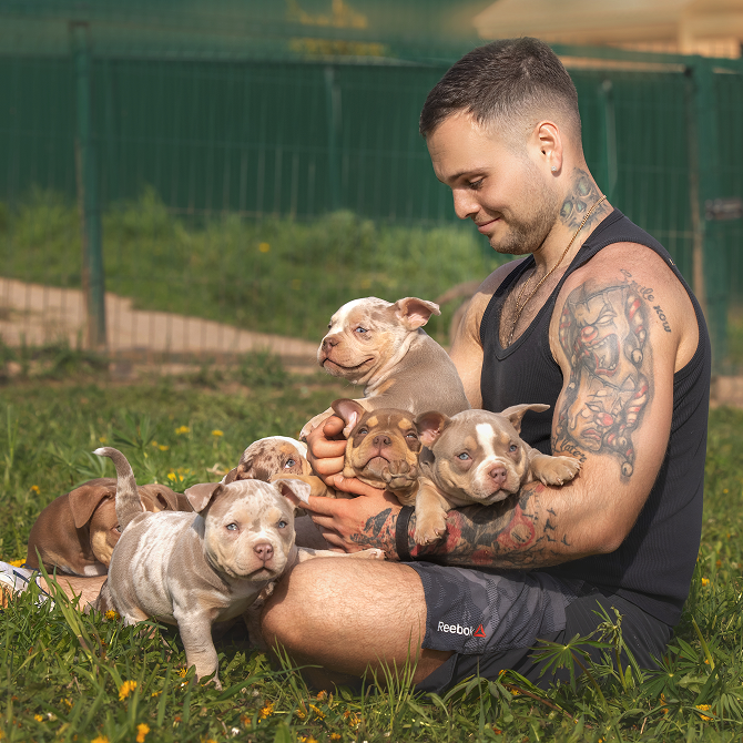 🧬 Аллергии у американских булли: как распознать и помочь