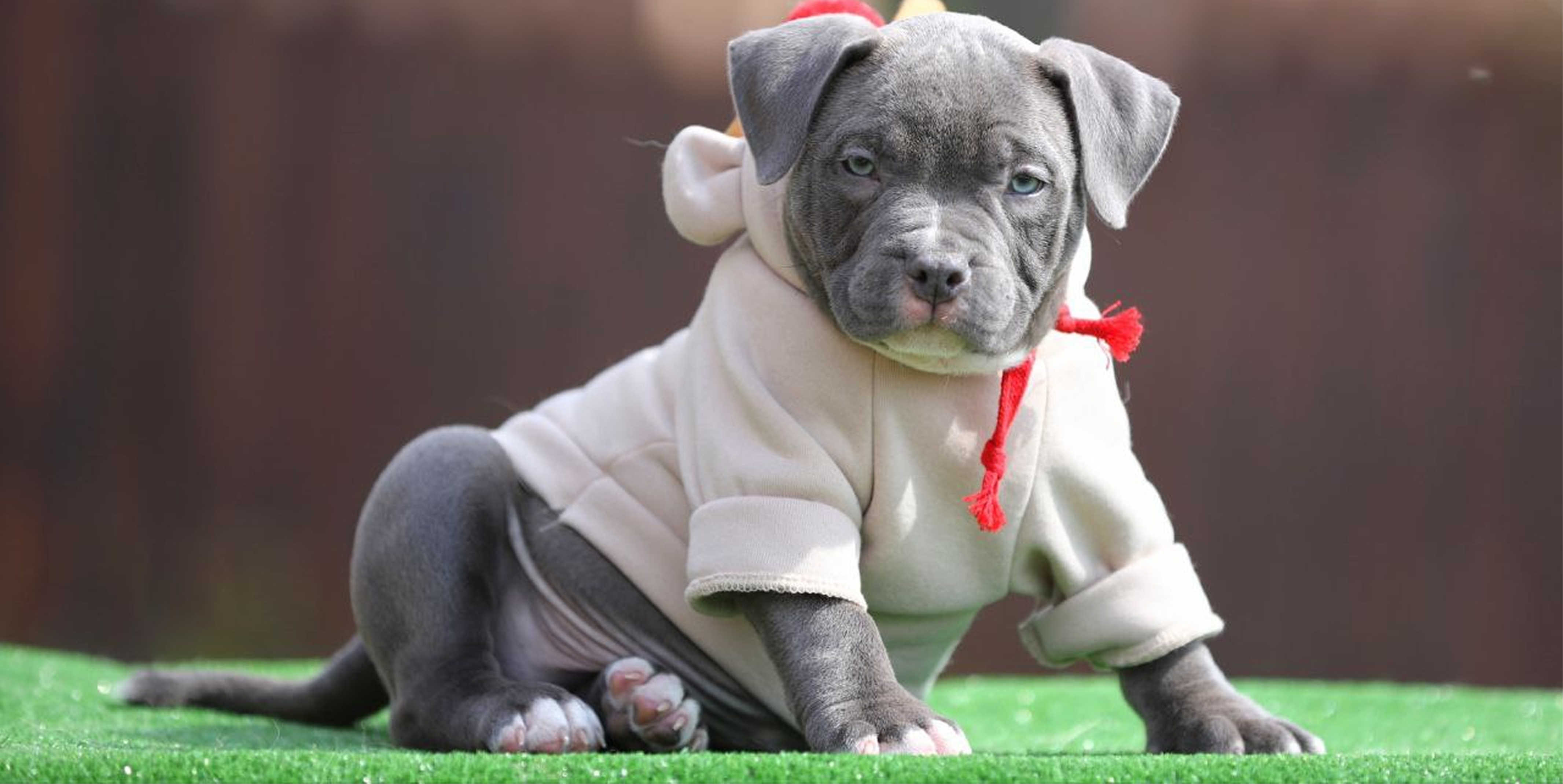 Alfabulls: советы по адаптации щенка в новом доме