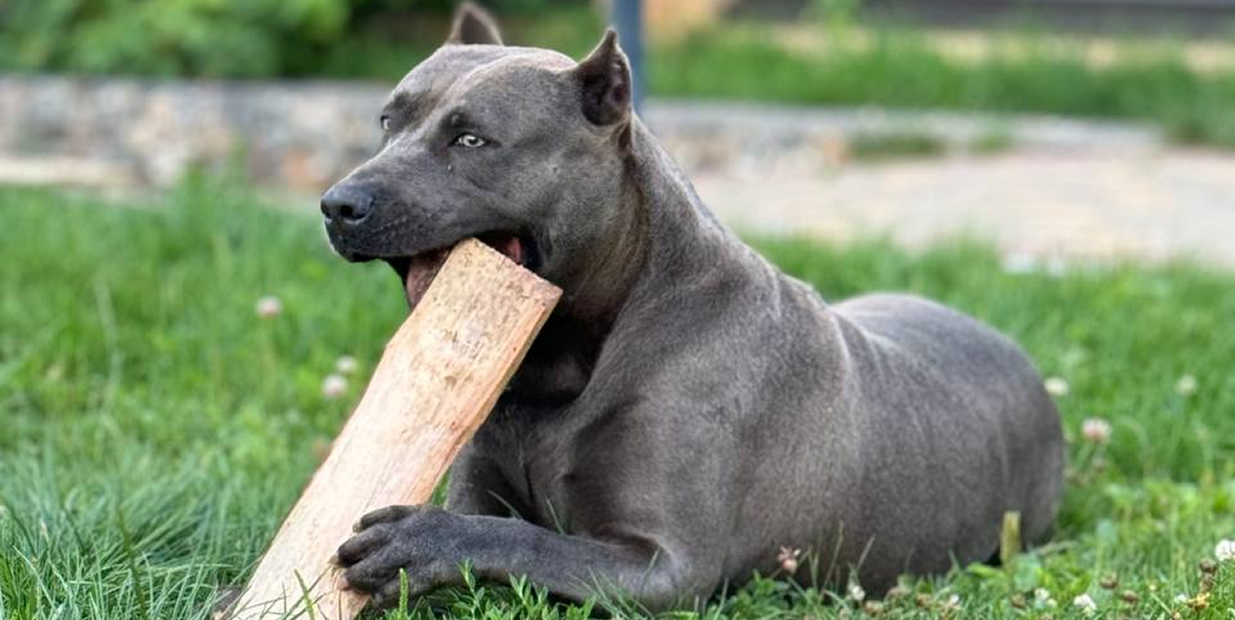 Когда у щенков меняются молочные зубы: полный календарь