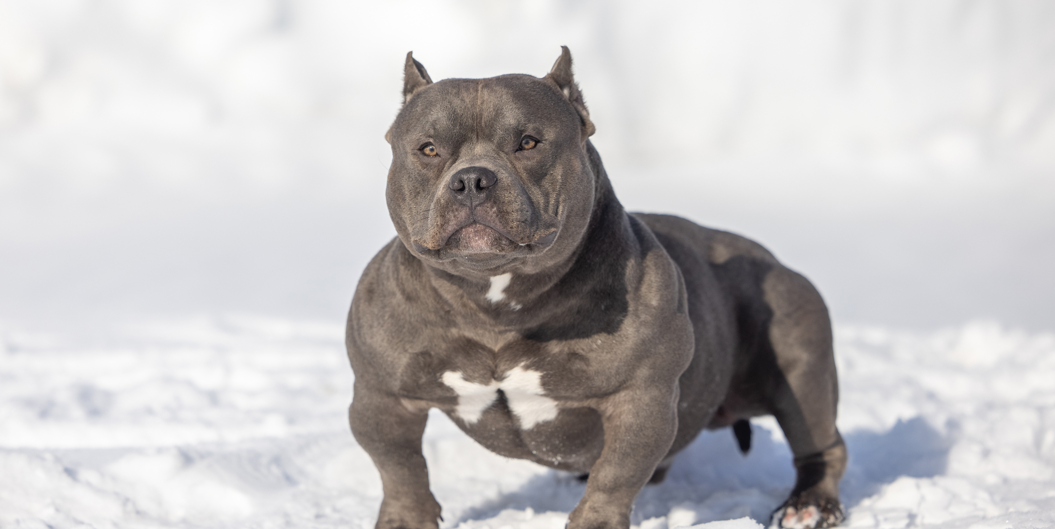 🇺🇸 Американский булли: 9 причин, почему его выбирают как собаку-компаньона