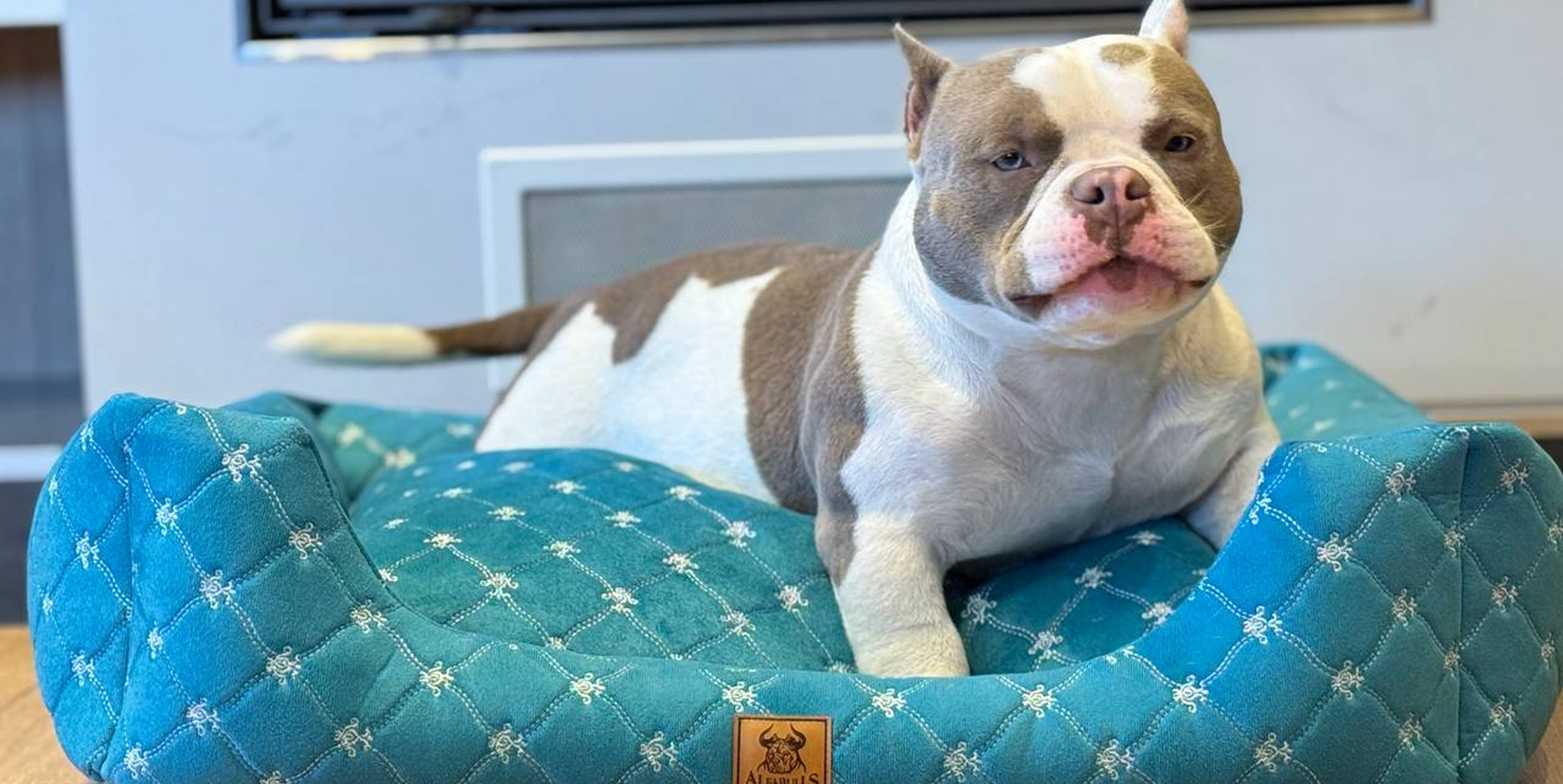 Щенок скулит: почему это происходит и что с этим делать