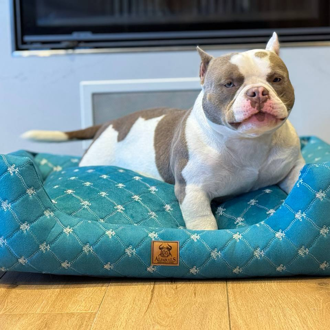 Щенок скулит: почему это происходит и что с этим делать