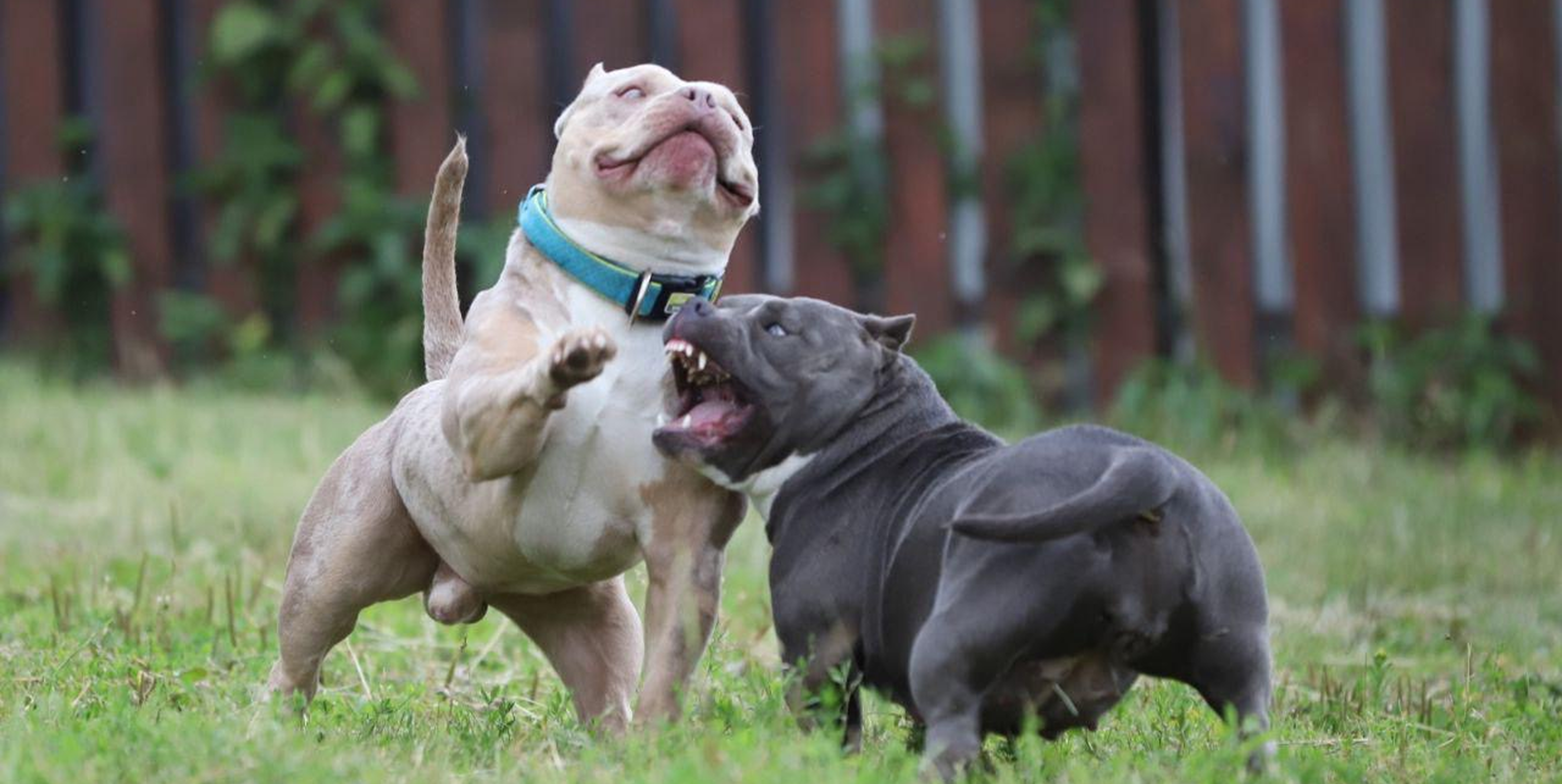 Корм для чемпионов: как выбрать рацион для служебных, спортивных и активных собак