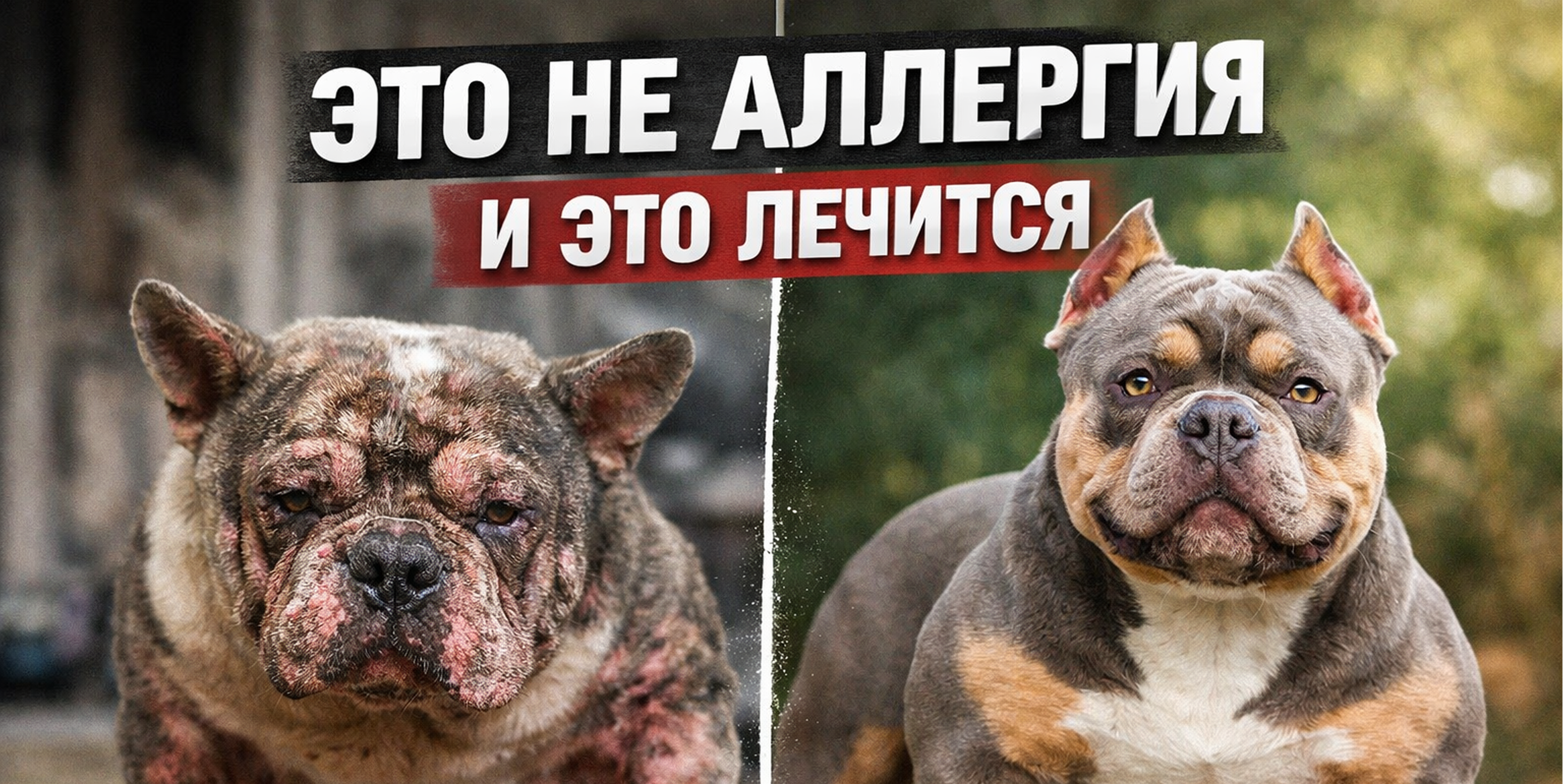 Гипоаллергенный корм для собак: как выбрать при аллергии и чувствительном ЖКТ