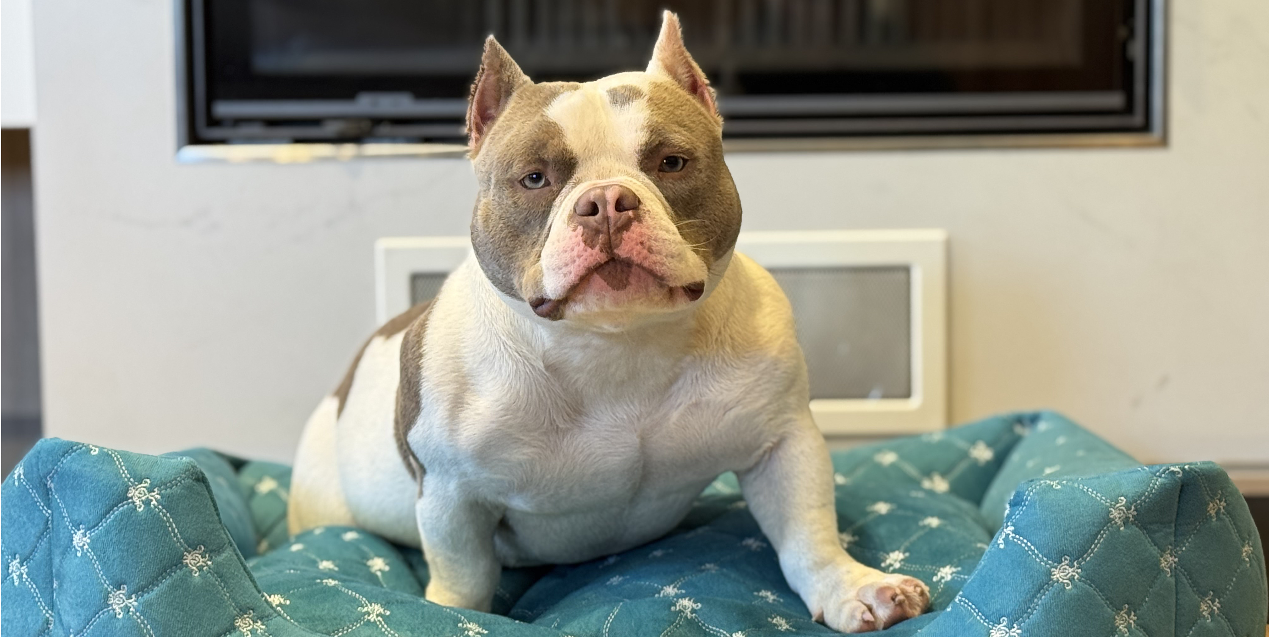 Как отучить щенка грызть всё подряд: простые шаги для хозяев