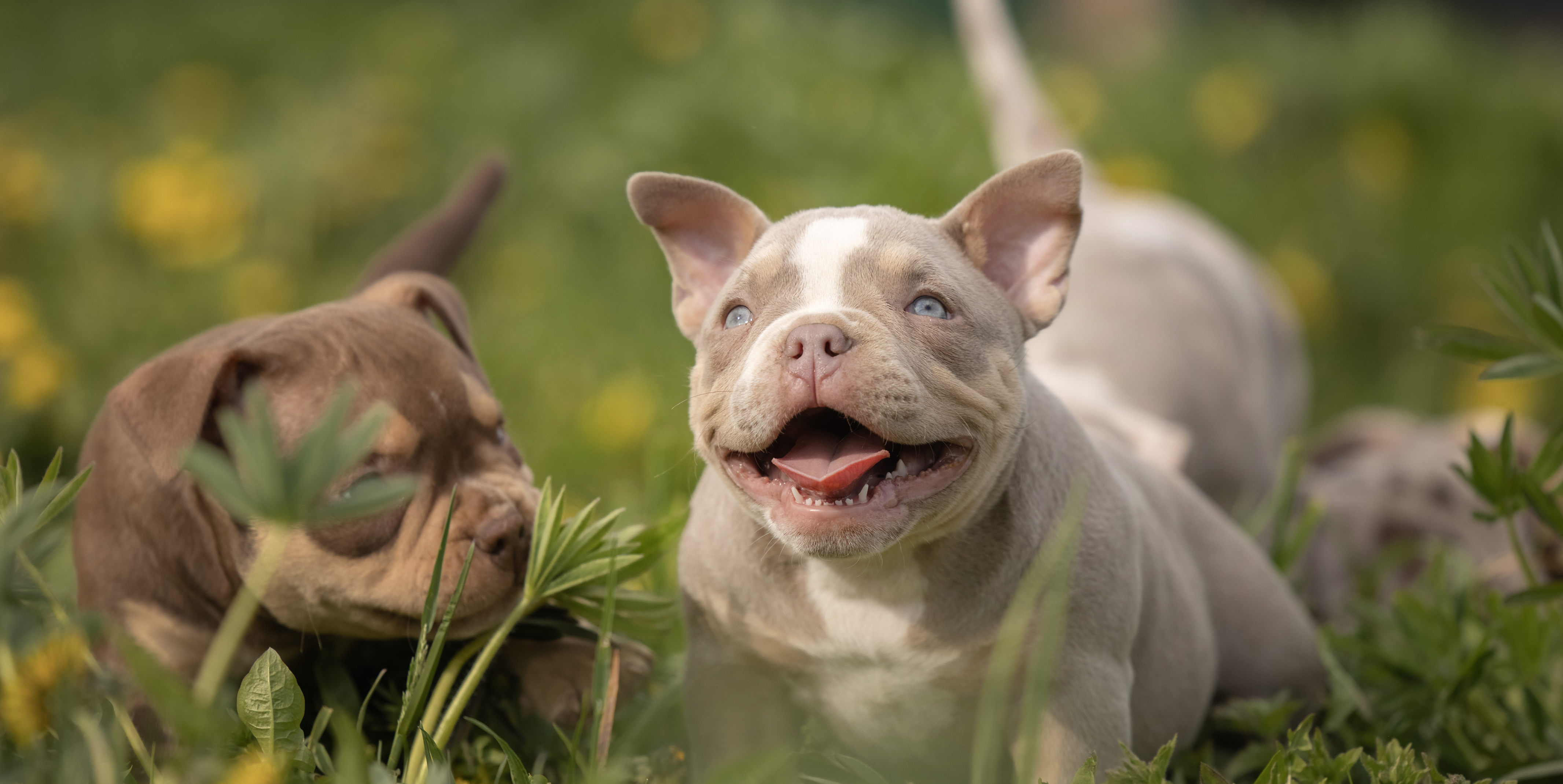 Корм Alfabulls для щенков американского булли — старт силы и здоровья