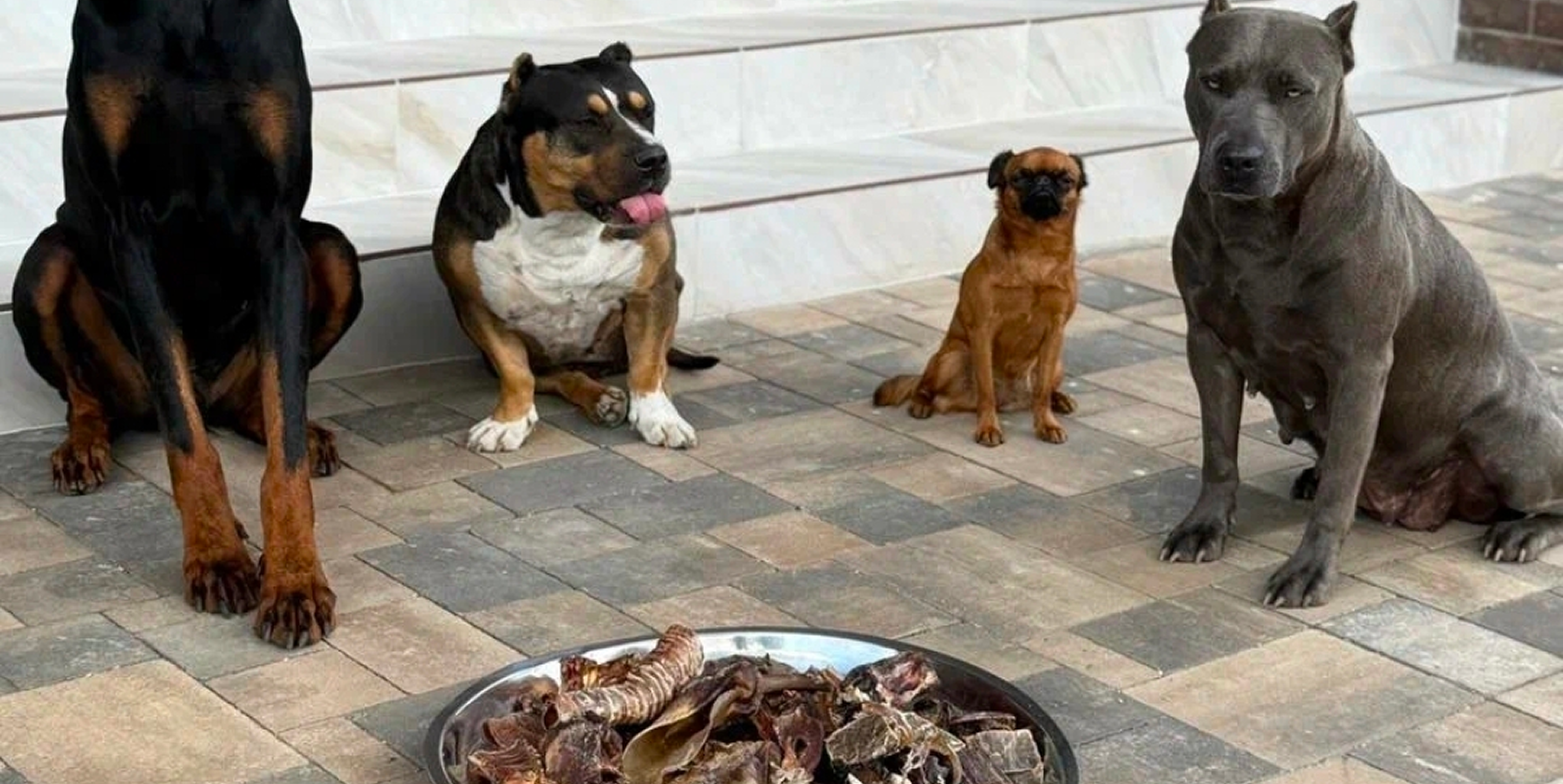 Как отучить собаку подбирать еду с пола