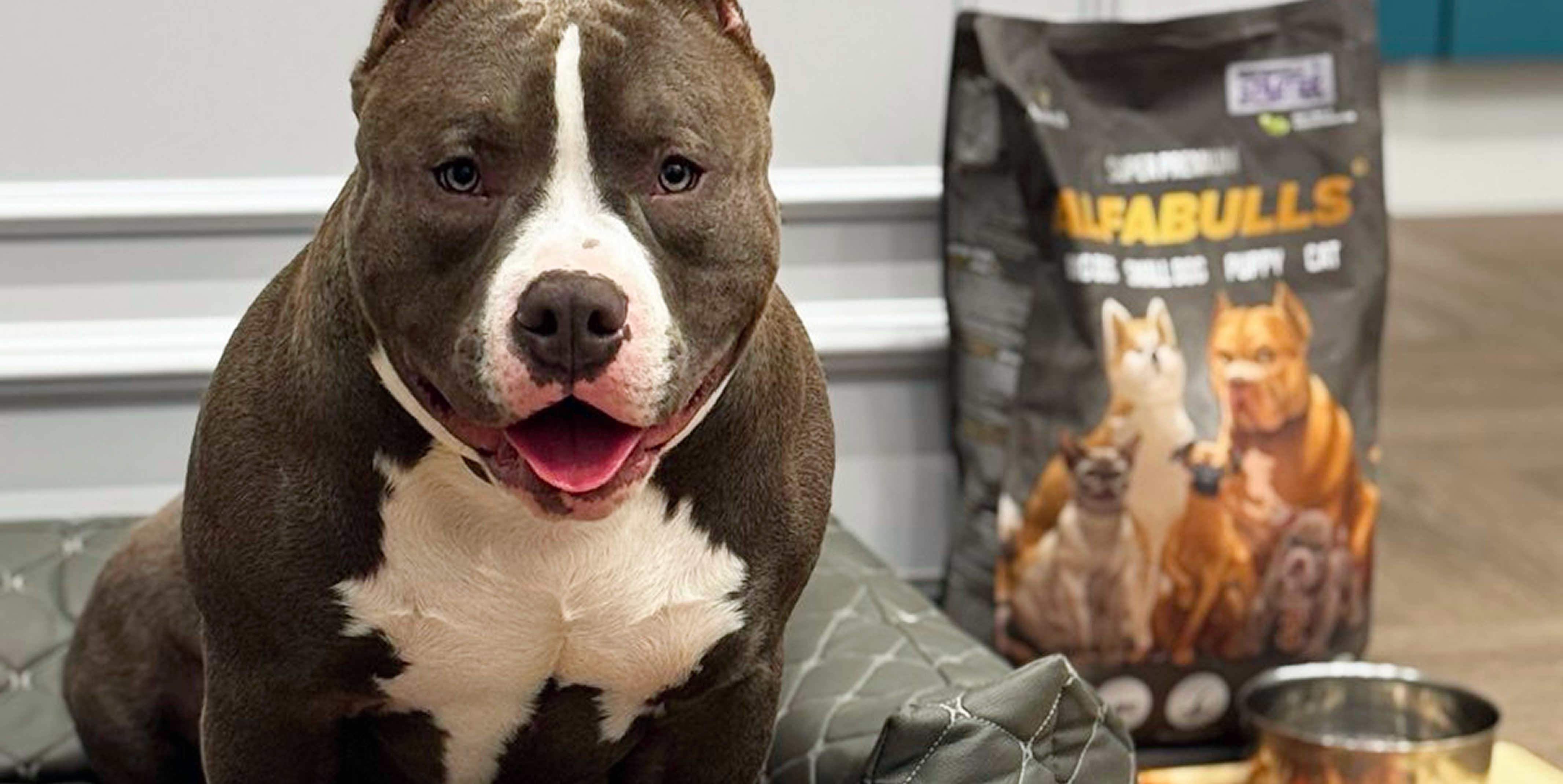 Почему щенок не пьет: разбор причин и что делать