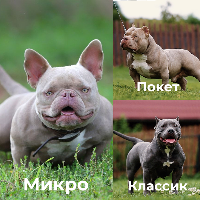 Типы американских булли — от карманного бодибилдера до XL-гиганта