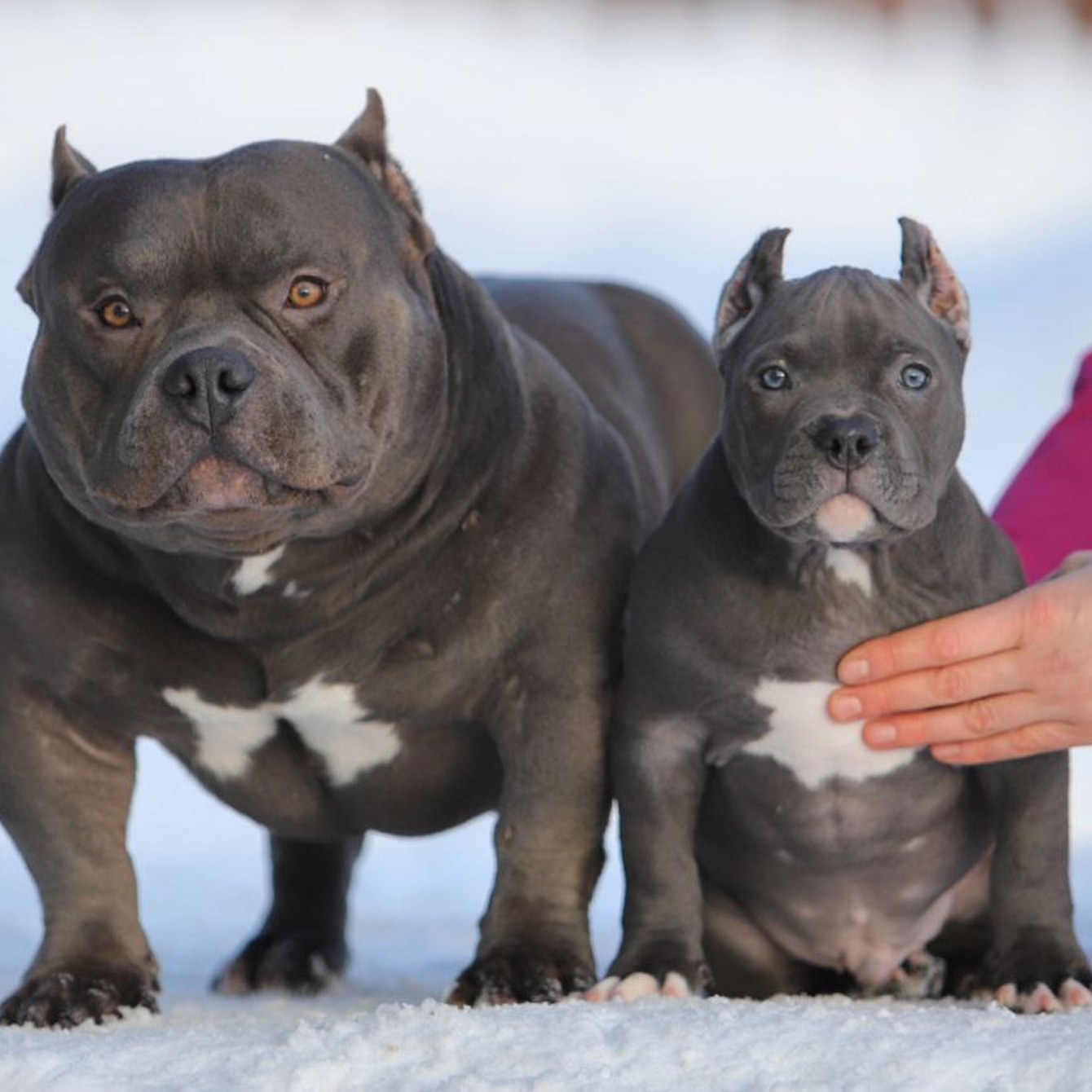 Щенок растёт: как правильно менять корм по этапам развития 🐶🥣