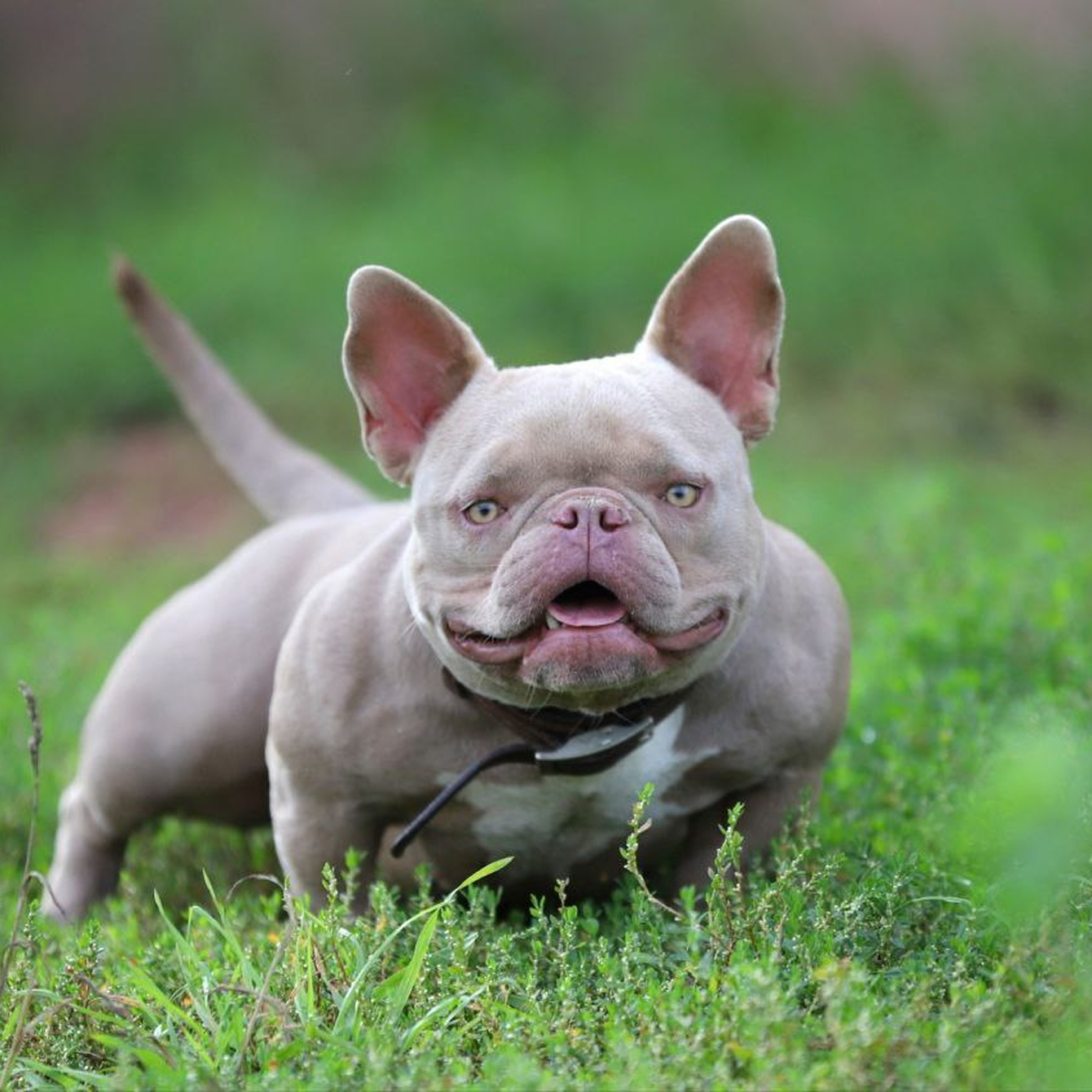 Когда купируют щенков: всё, что нужно знать владельцу