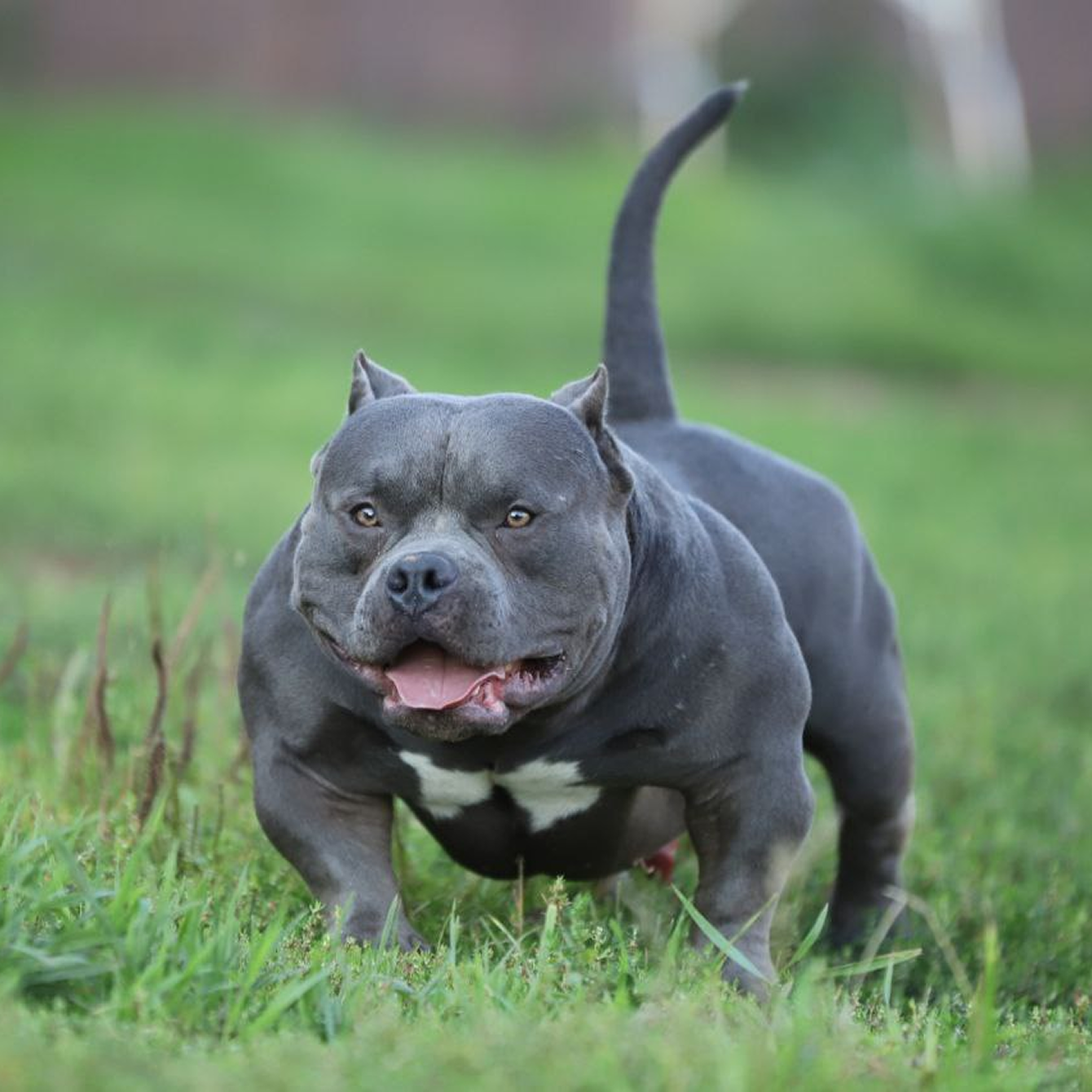 Когда кастрировать щенка: возраст, плюсы и минусы