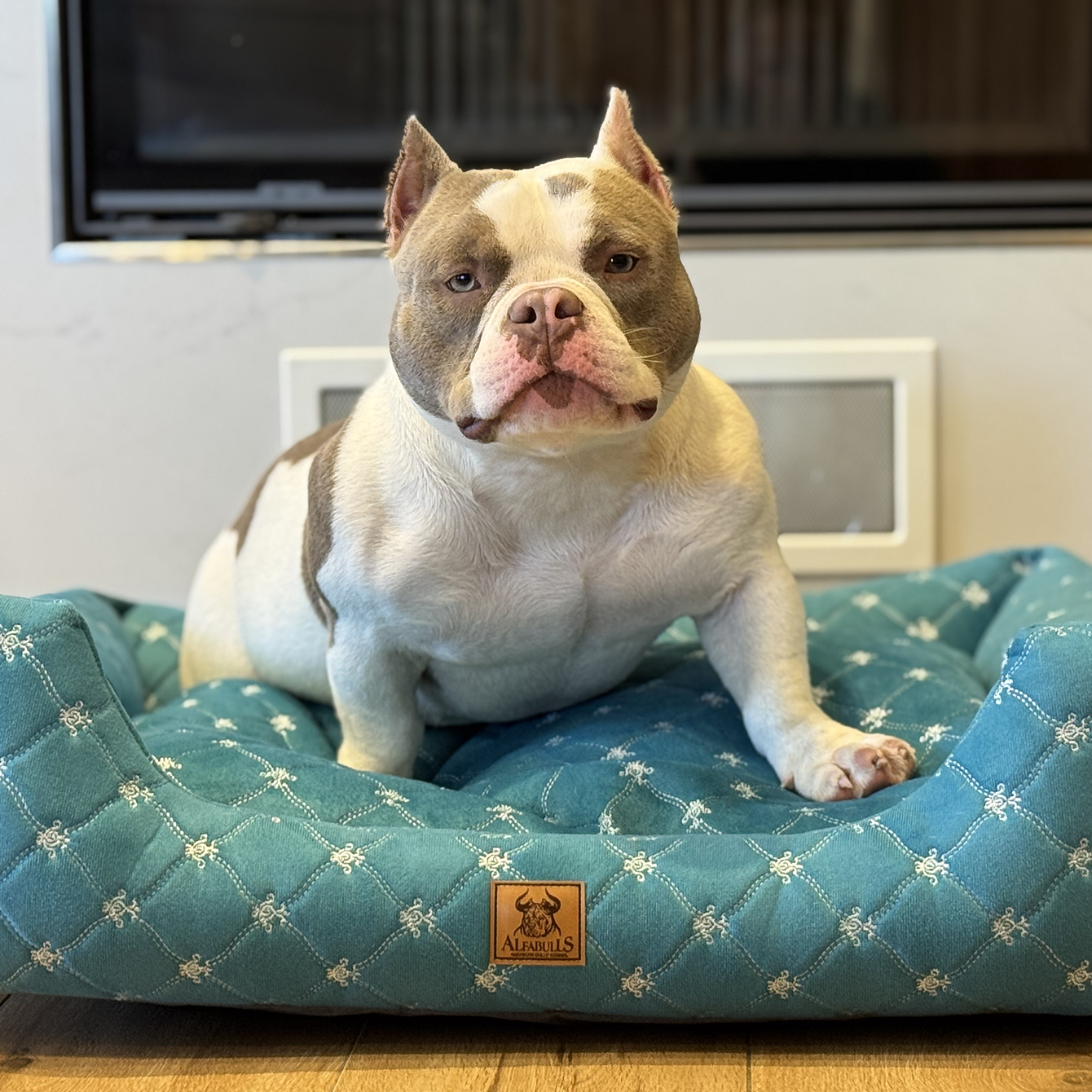 Как отучить щенка грызть всё подряд: простые шаги для хозяев