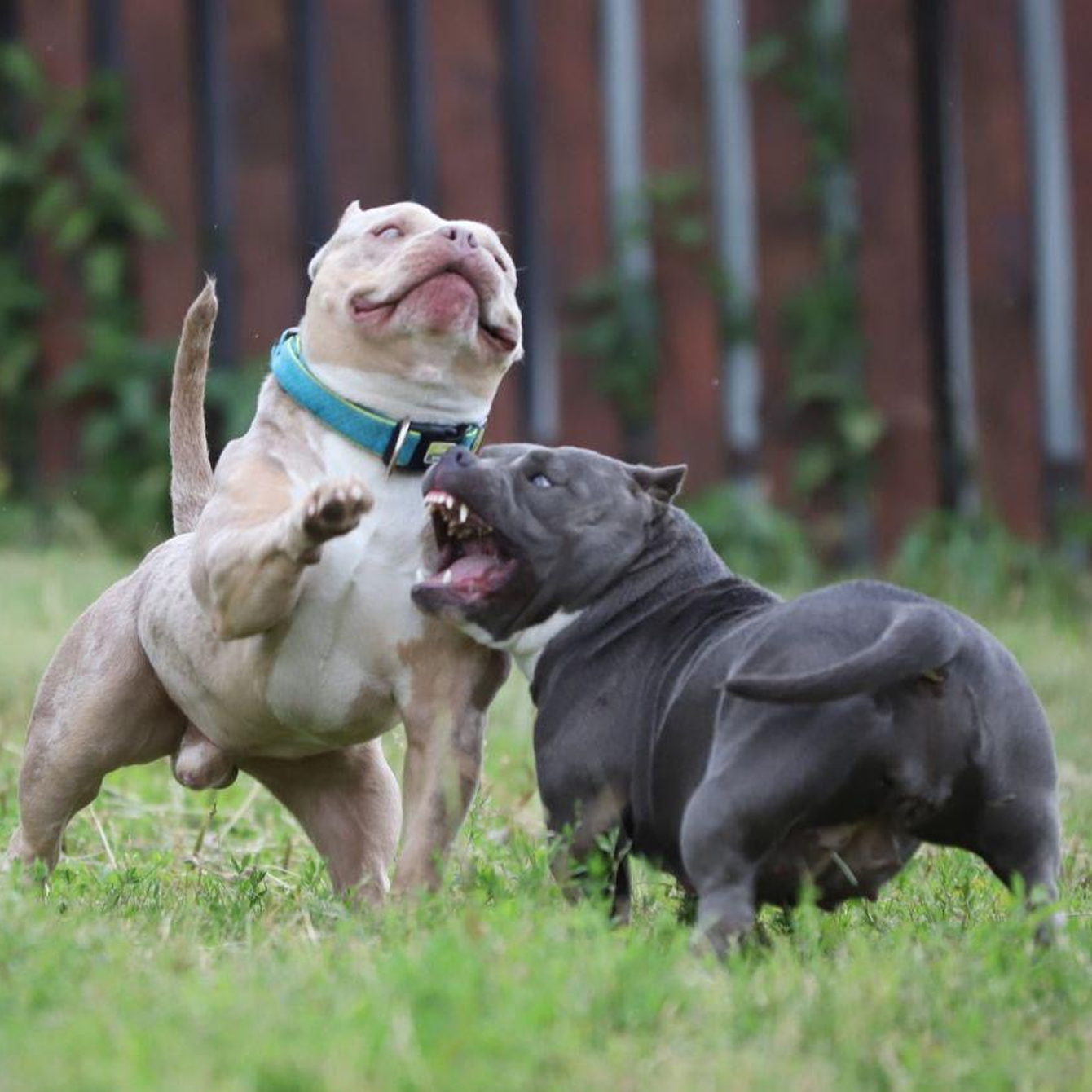 Корм для чемпионов: как выбрать рацион для служебных, спортивных и активных собак