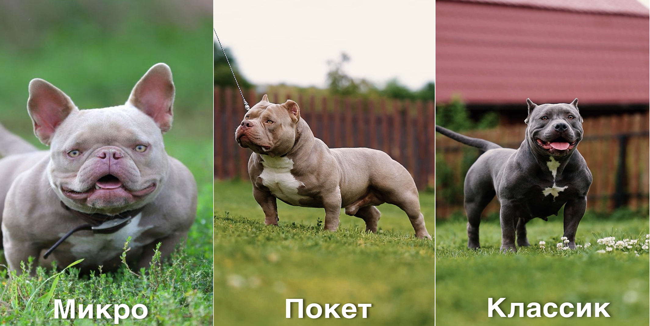 Типы американских булли — от карманного бодибилдера до XL-гиганта