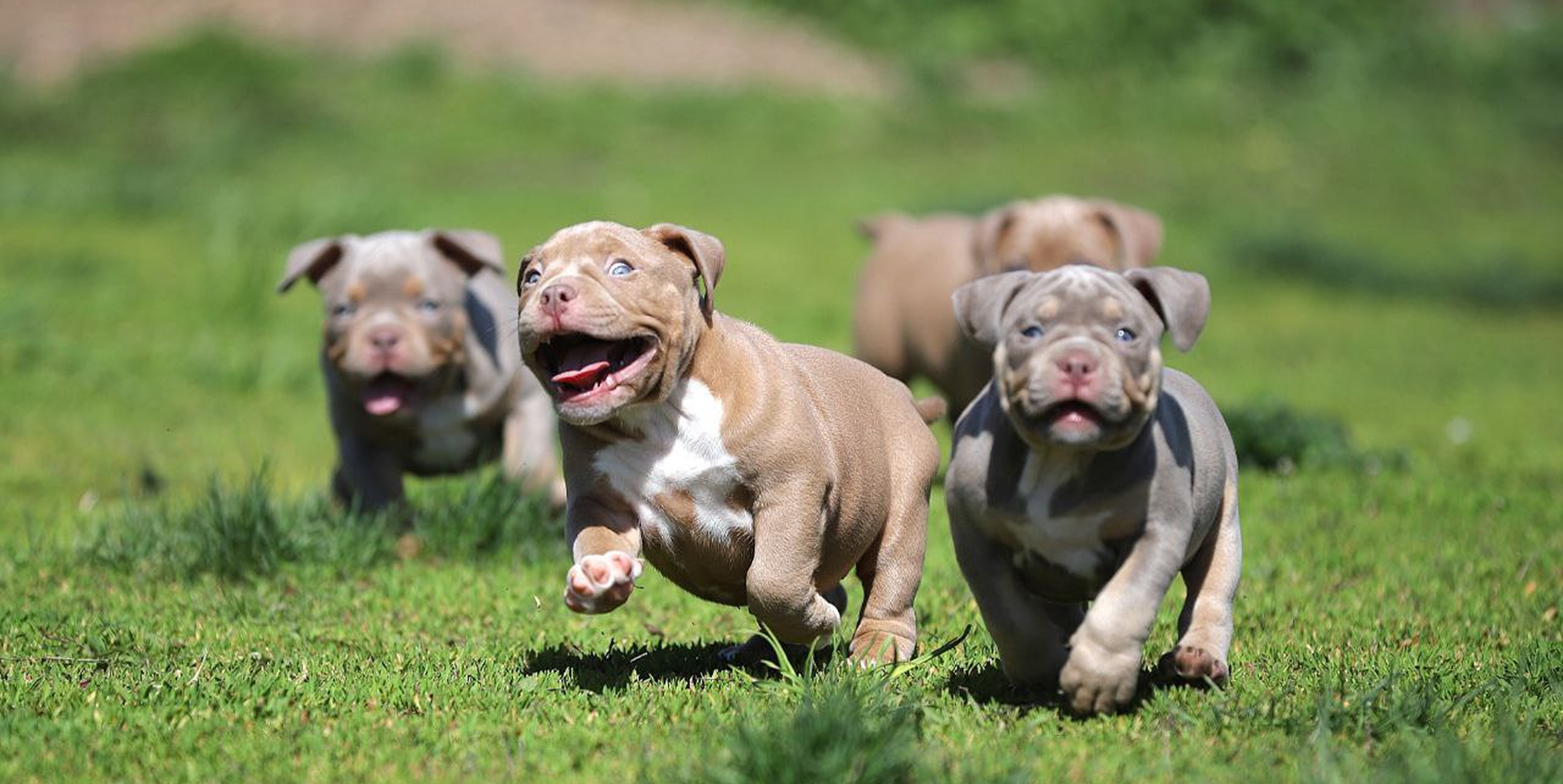 🐾 Сколько живут американские булли: от генетики до заботы