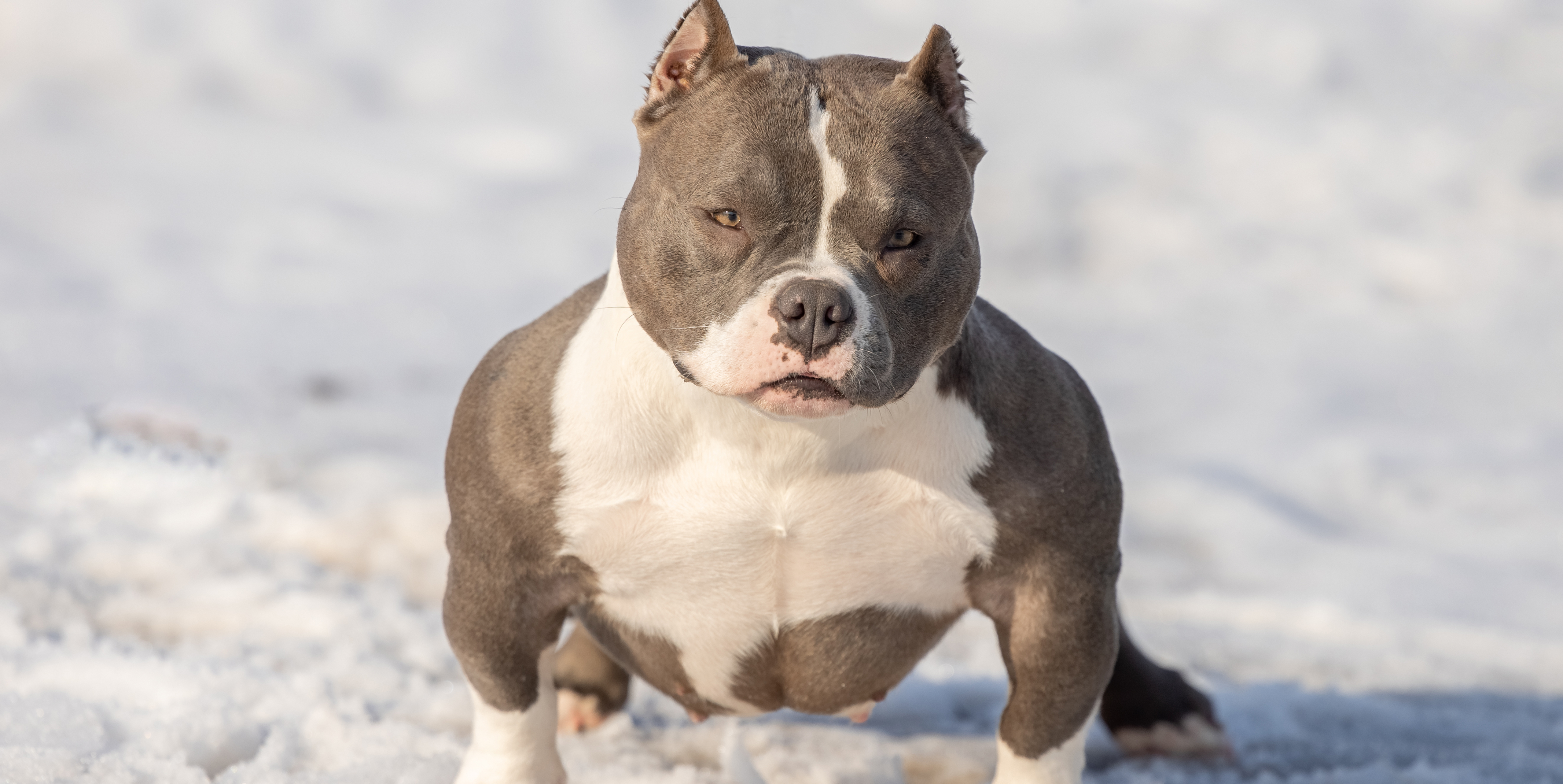 AlfaBulls: питание для блестящей шерсти и здоровой кожи